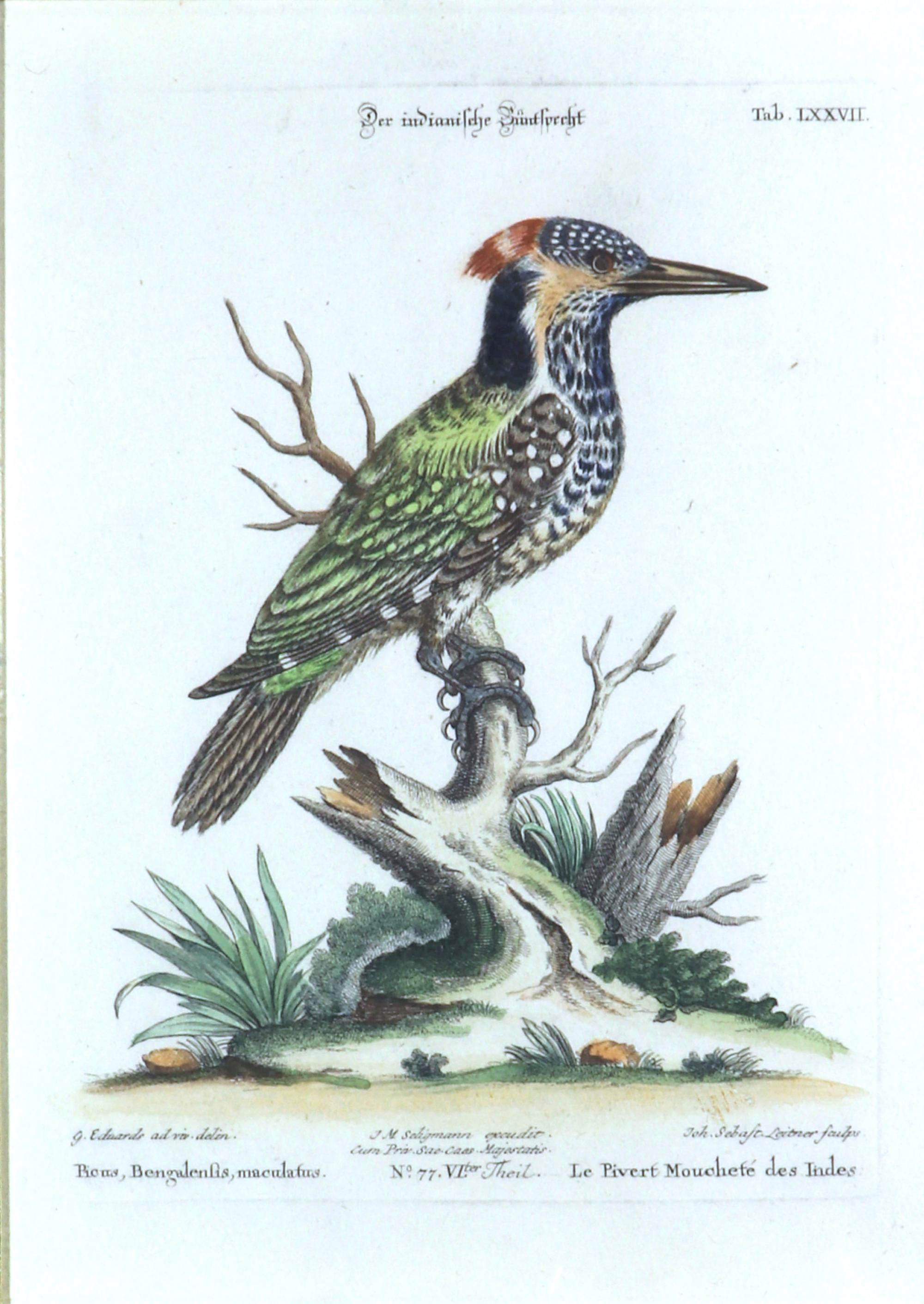 Seligmann Bird Prints-Set of Five- After George Edwards 7