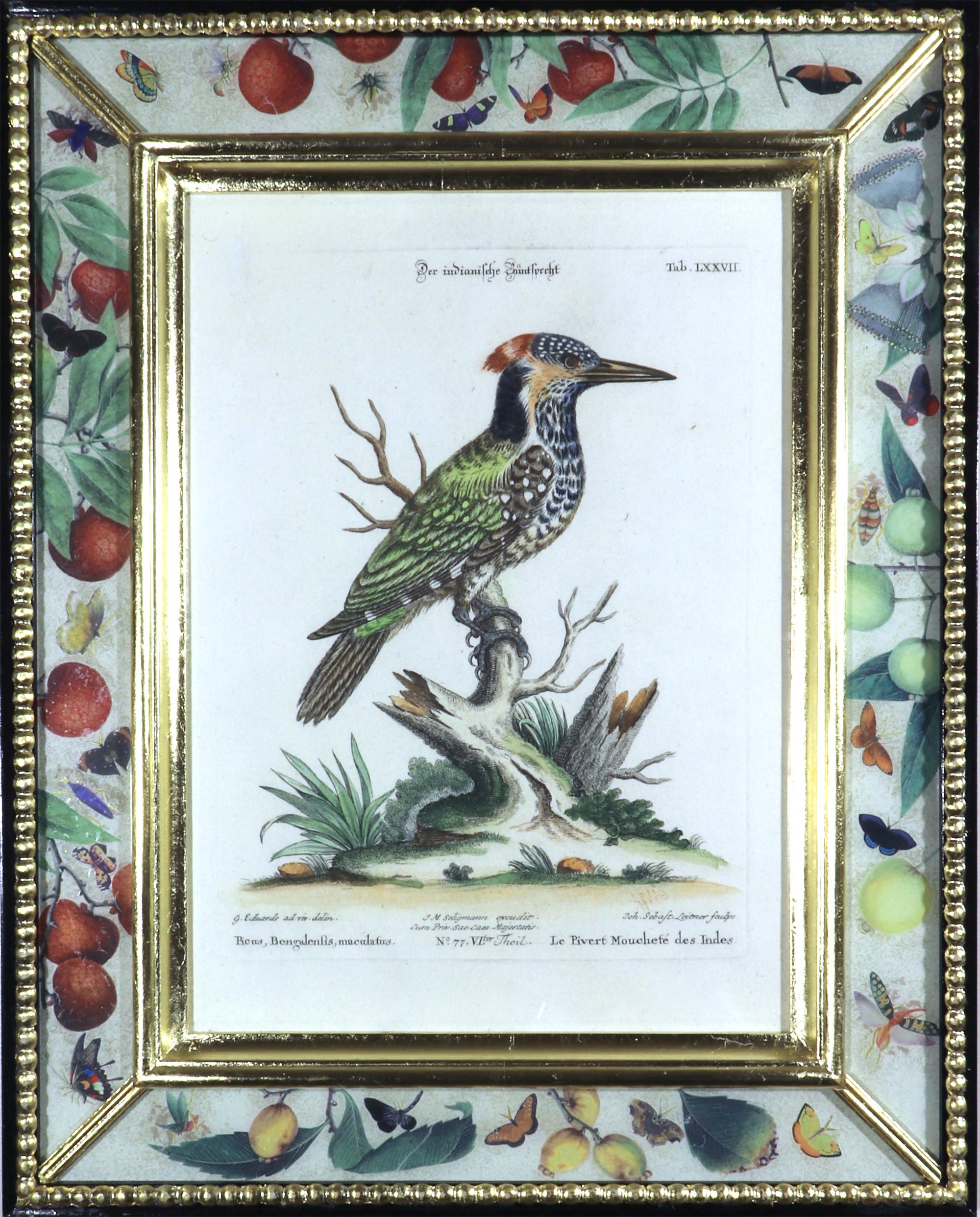 Seligmann Bird Prints-Set of Five- After George Edwards 9