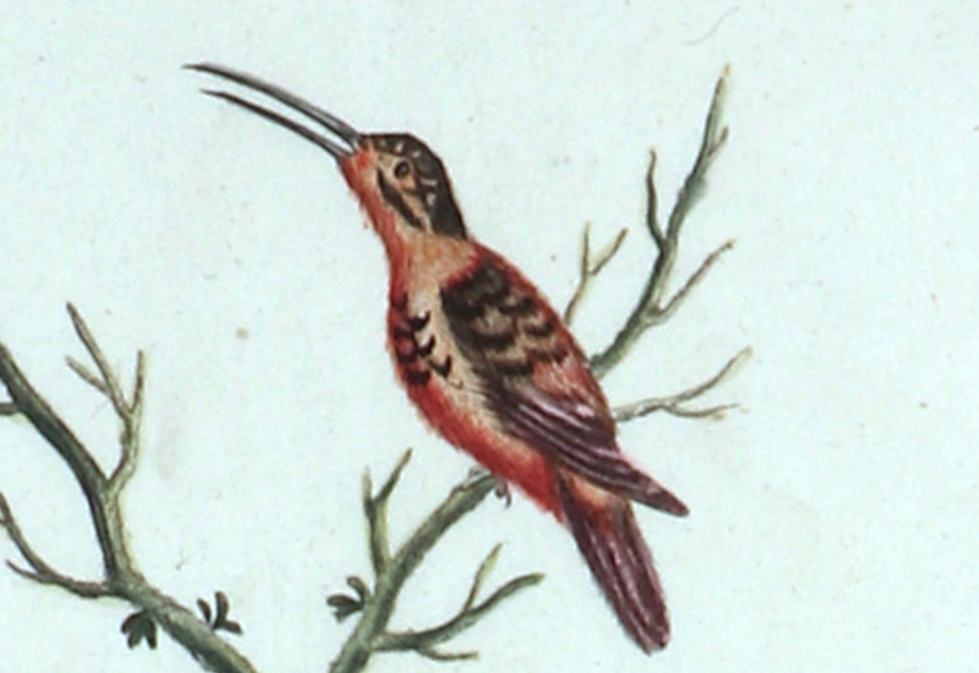 Seligmann Bird Prints-Set of Five- After George Edwards 10