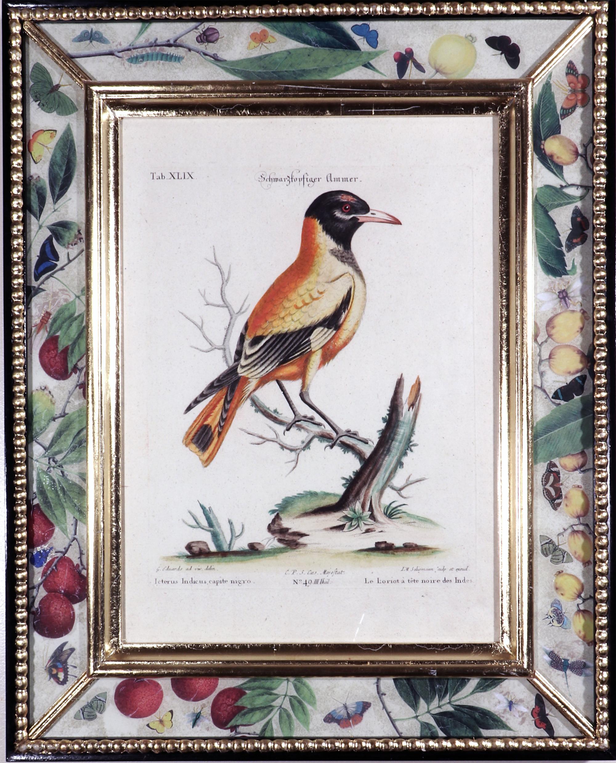 Georgian Seligmann Bird Prints-Set of Five- After George Edwards