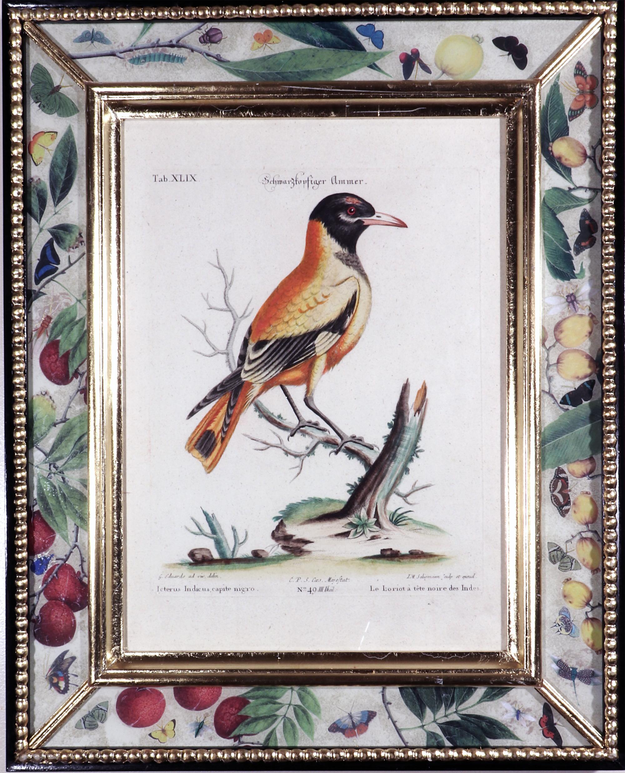 German Seligmann Bird Prints-Set of Five- After George Edwards