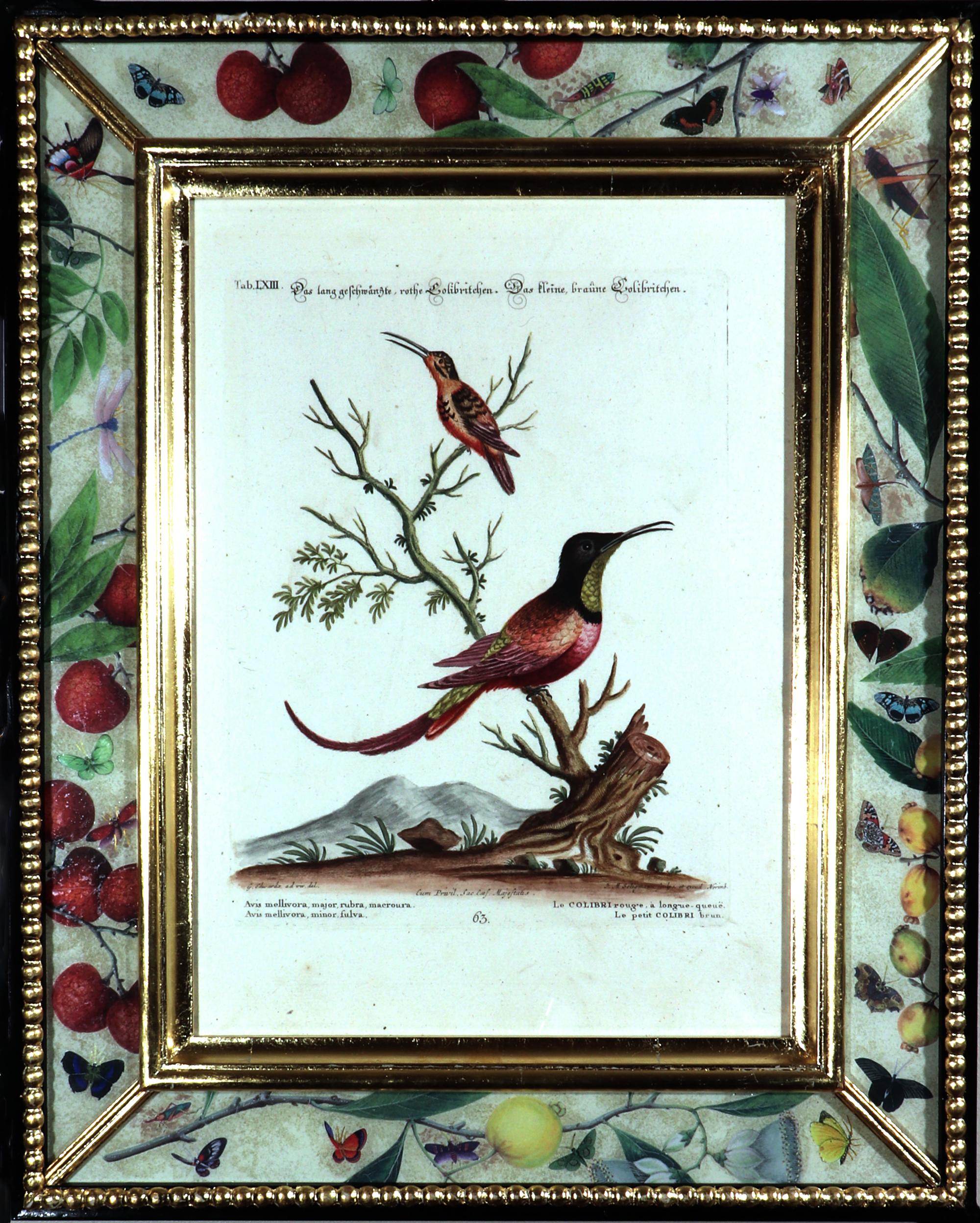 Paper Seligmann Bird Prints-Set of Five- After George Edwards