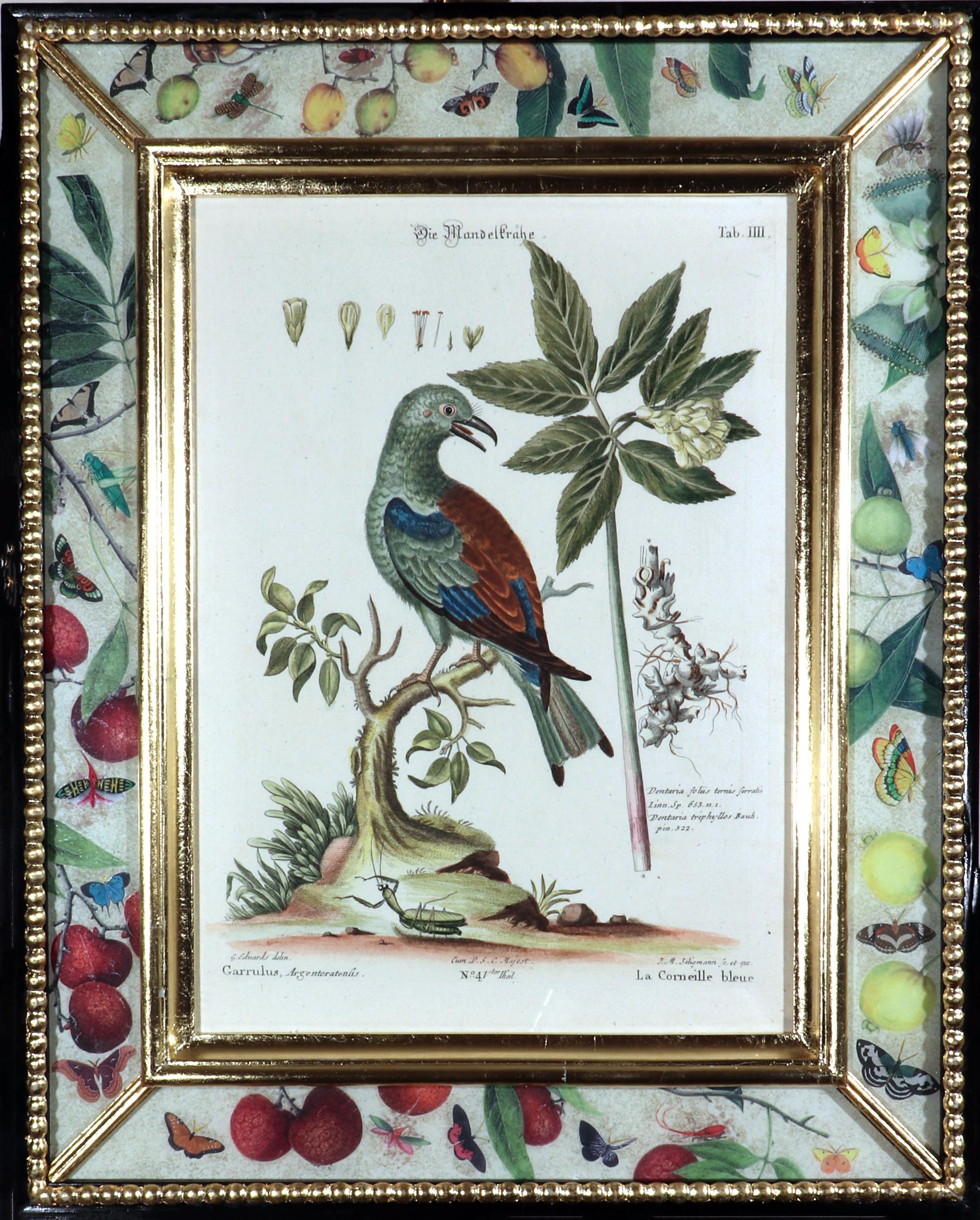 Seligmann Bird Prints-Set of Five- After George Edwards 1