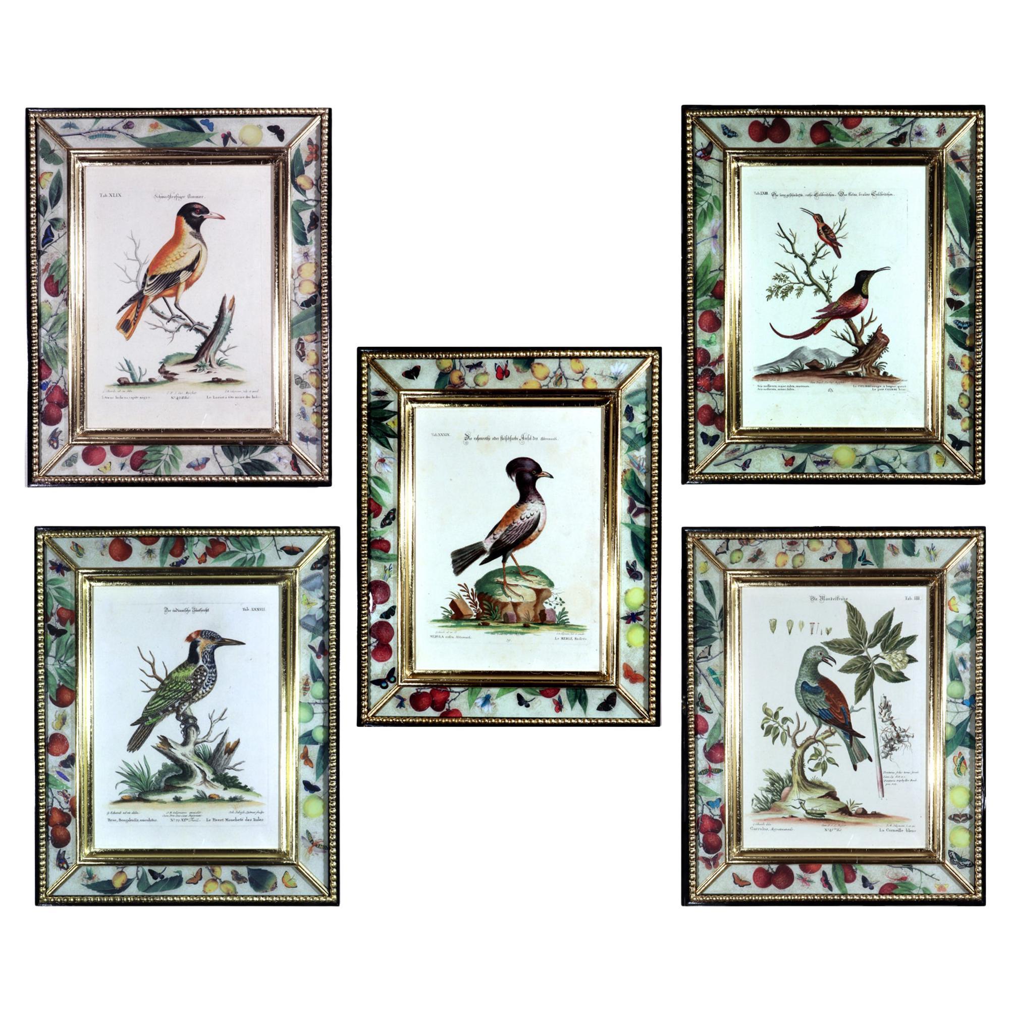 Seligmann Bird Prints-Set of Five- After George Edwards
