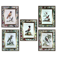 Seligmann Bird Prints-Set of Five- After George Edwards