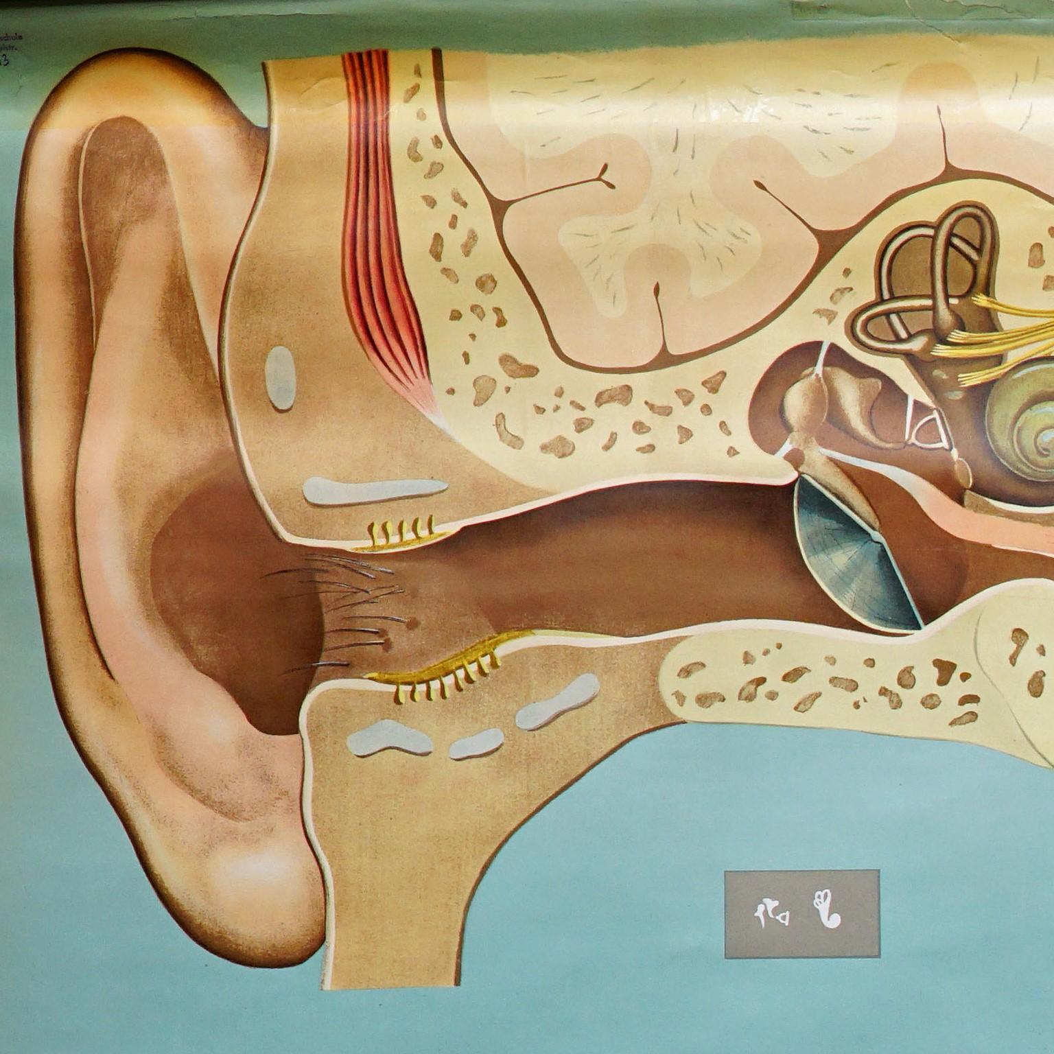 A large medical wallchart illustrating the human sense of hearing and the sense of balance (equilibrum organ). Published by the Lehrmittelverlag Wilhelm Hagemann, Duesseldorf. Colorful print on paper reinforced with canvas.
Measurements:
Width 165