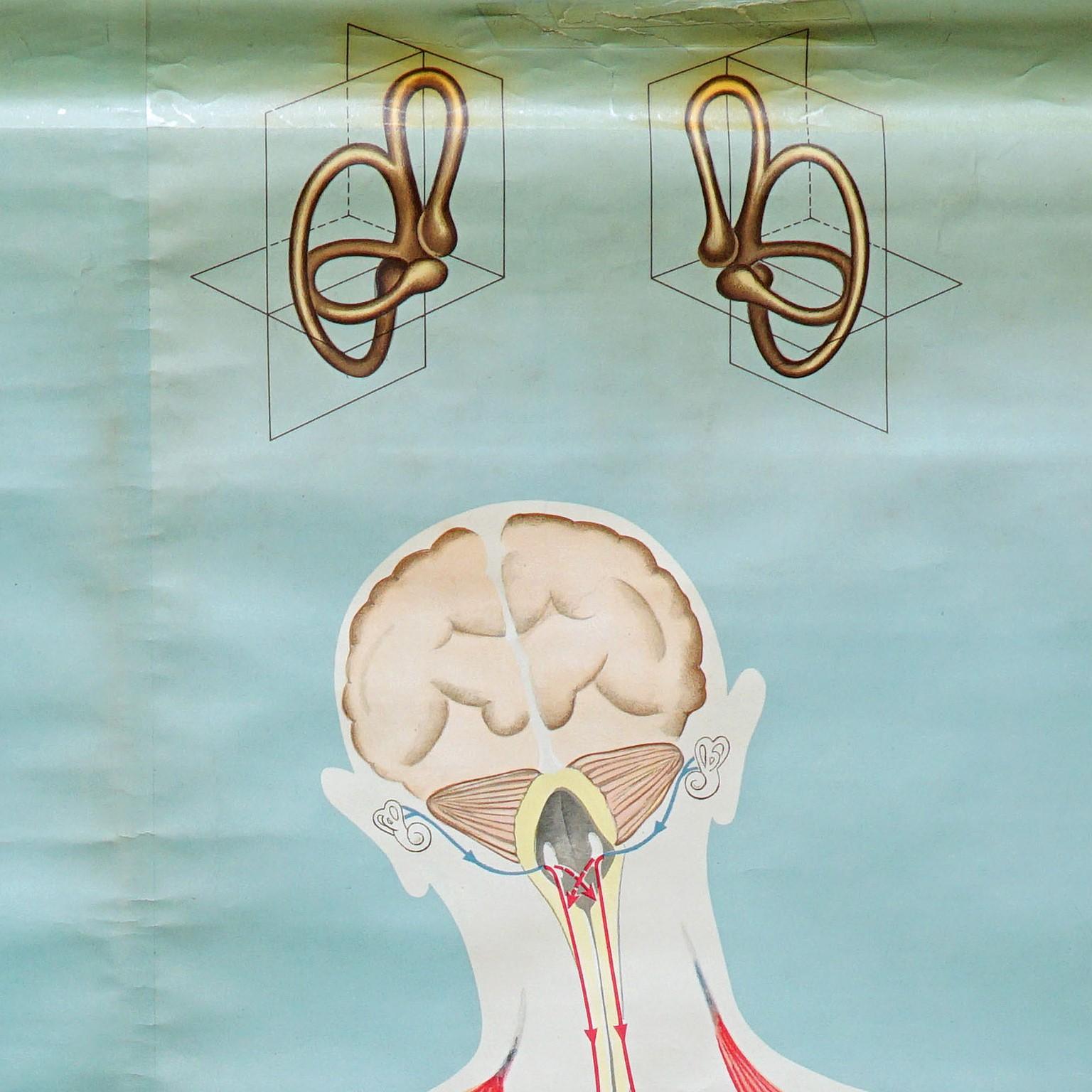 Sense of Hearing and Balance Equilibrum-Wandtafel, medizinisches Poster (Deutsch) im Angebot