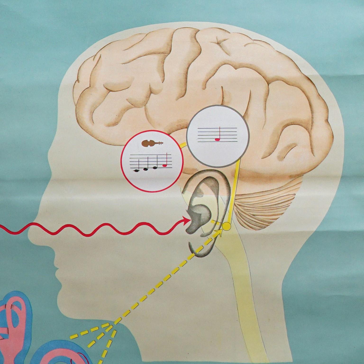 Sense of Hearing and Balance Equilibrum-Wandtafel, medizinisches Poster (Ende des 20. Jahrhunderts) im Angebot