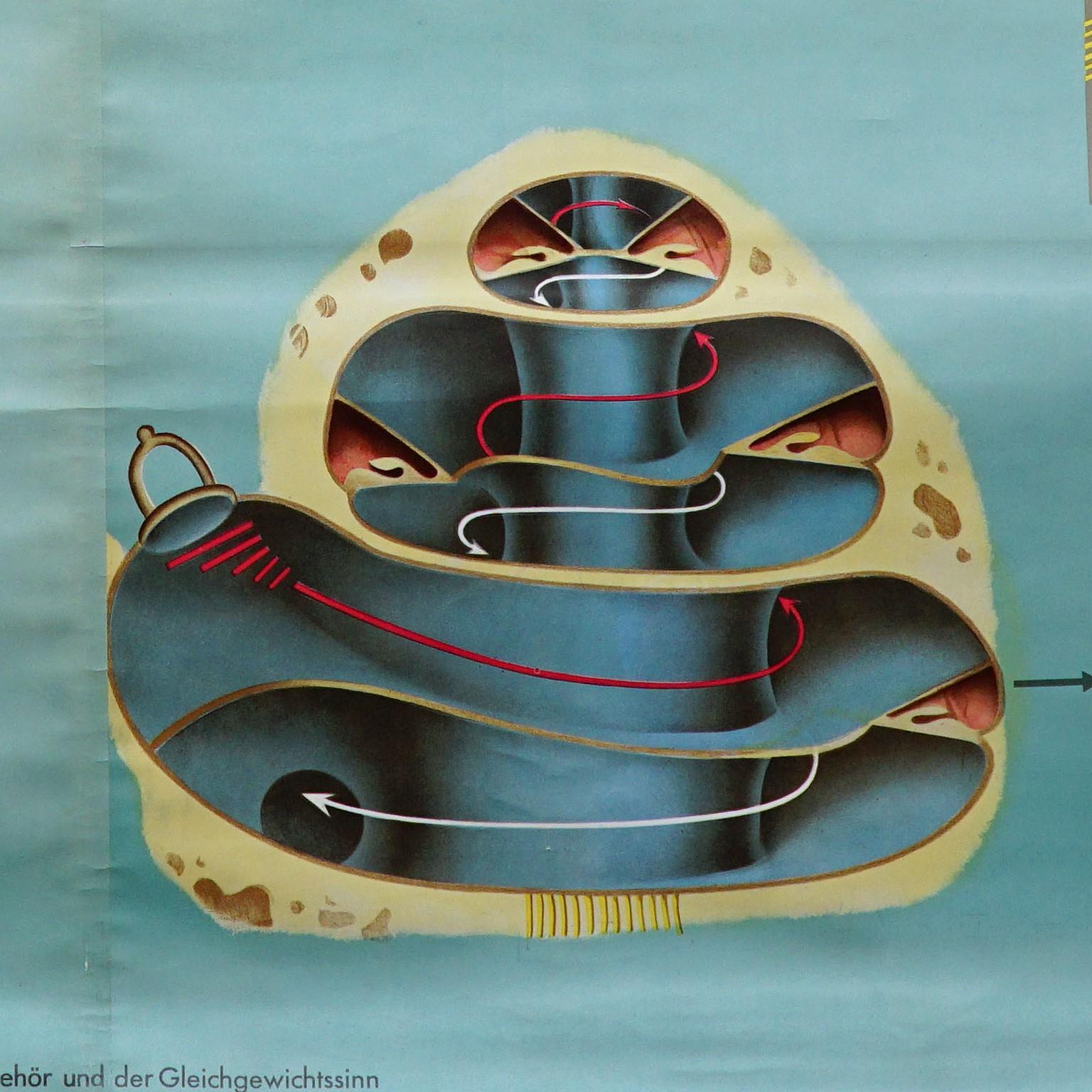 Sense of Hearing and Balance Equilibrum-Wandtafel, medizinisches Poster (Leinwand) im Angebot