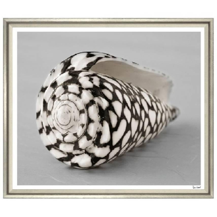 Sepia Shell Photograph For Sale