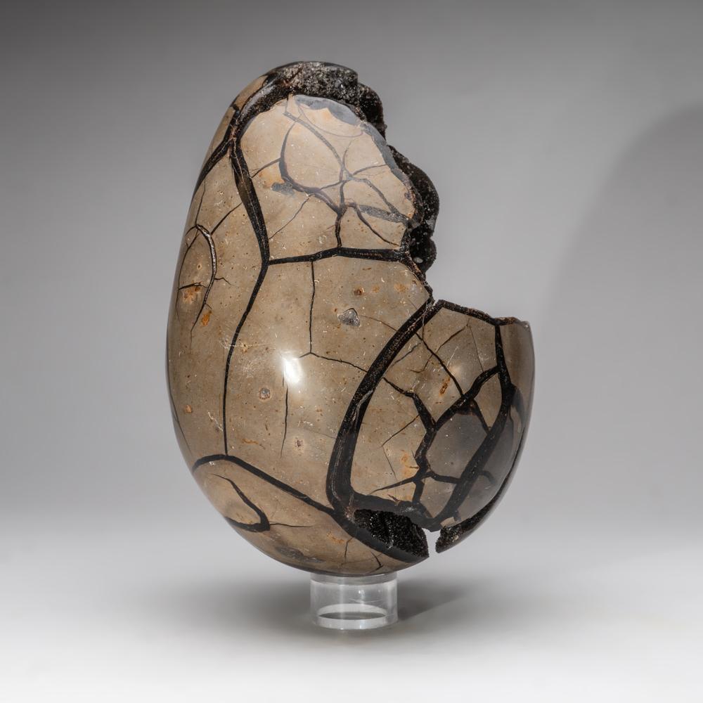 Contemporary Septarian Druzy Egg from Madagascar '14.5 Lbs' For Sale