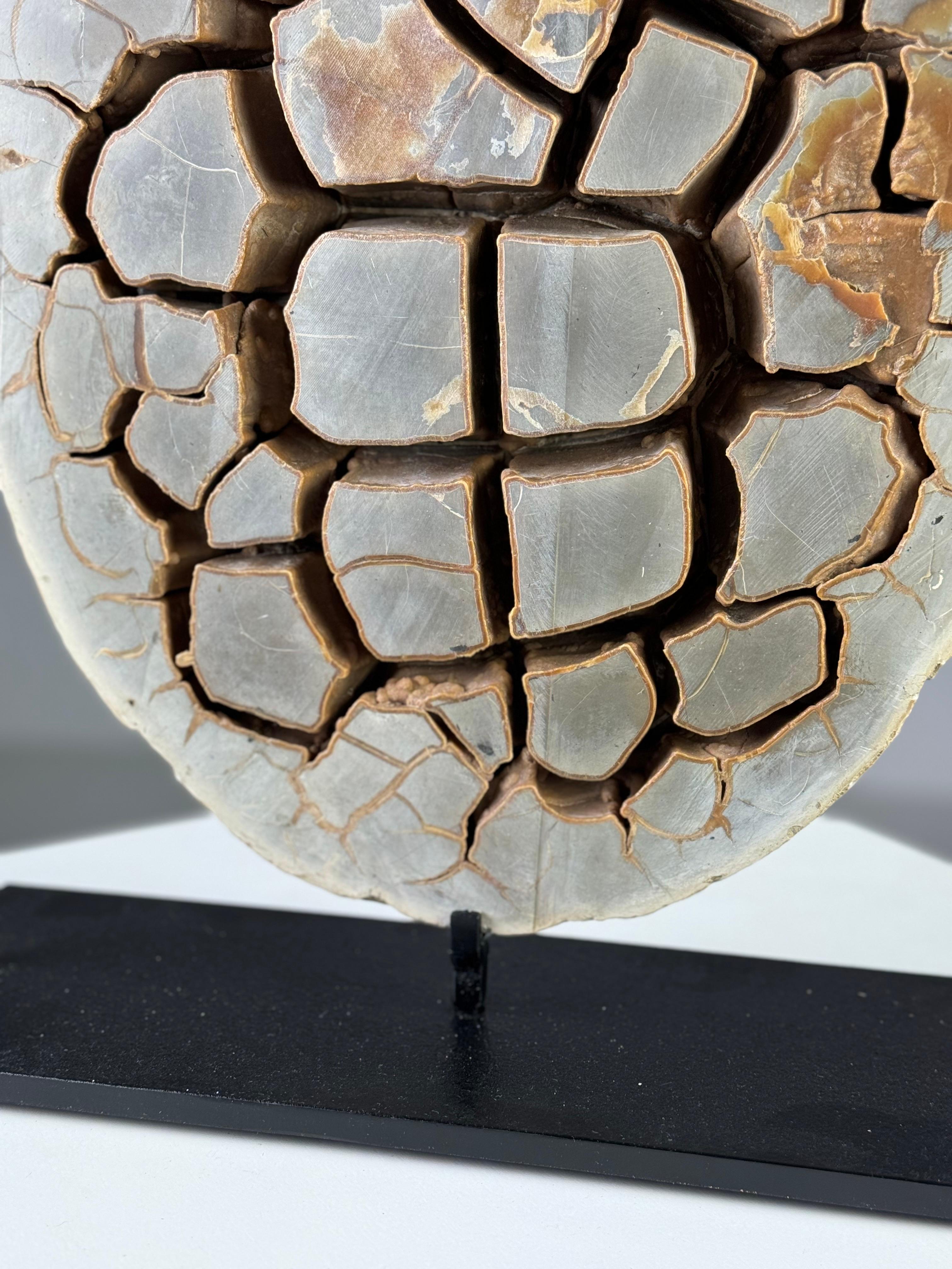 Septarian Nodule on custom stand 6