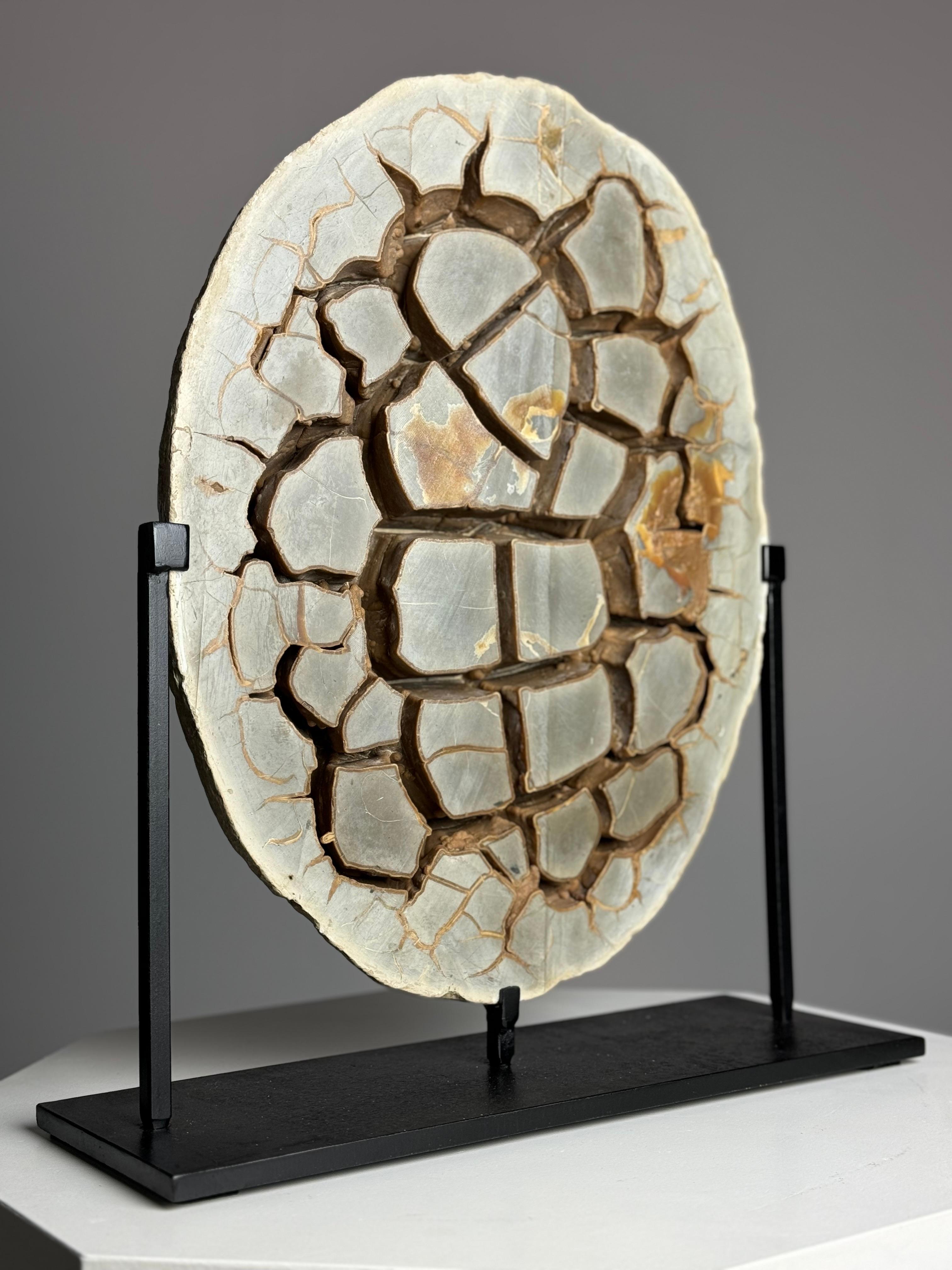 Septarian Nodule on custom stand 7