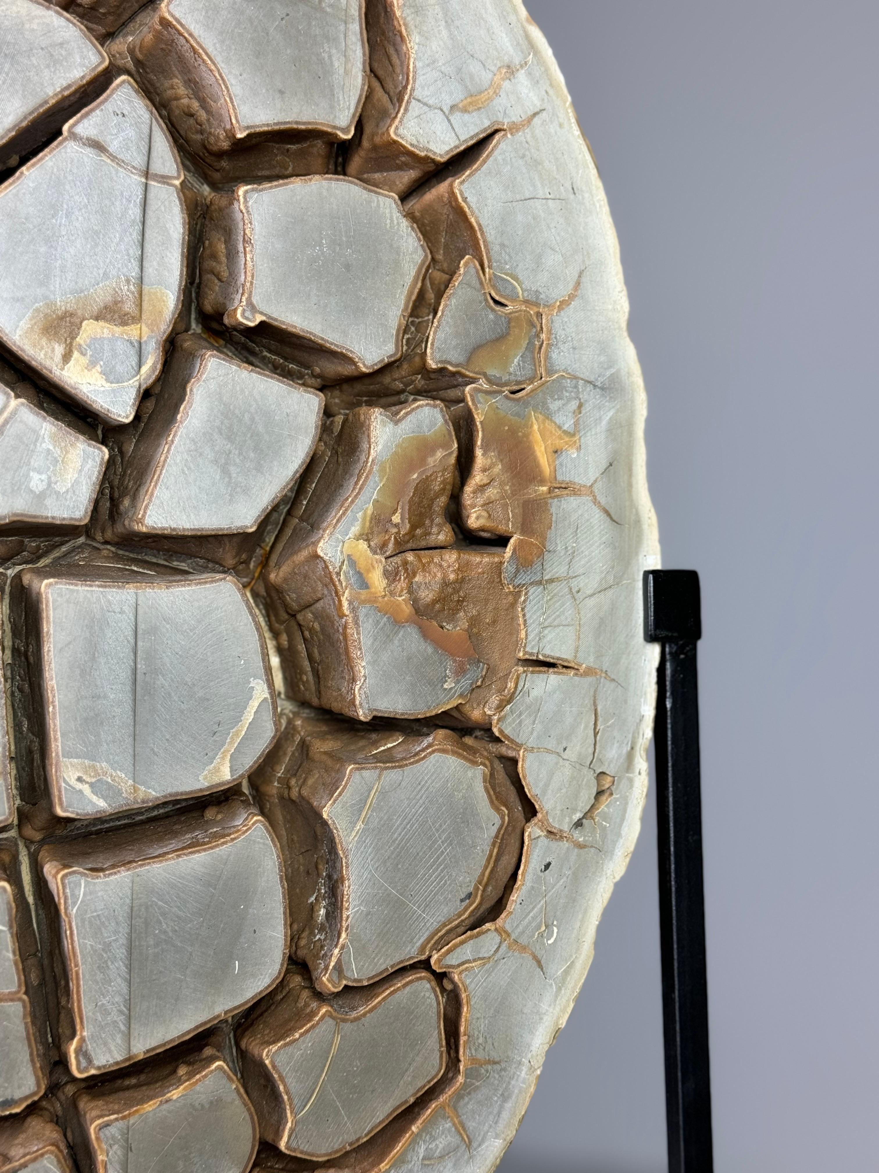 Beautiful Septaria Nodule cross section on metal stand. Septaria Nodules are fossilised mud bubbles and are about 50 to 70 million years old. An important source of these objects is Belgium.

Scientists do not agree on how the shape inside