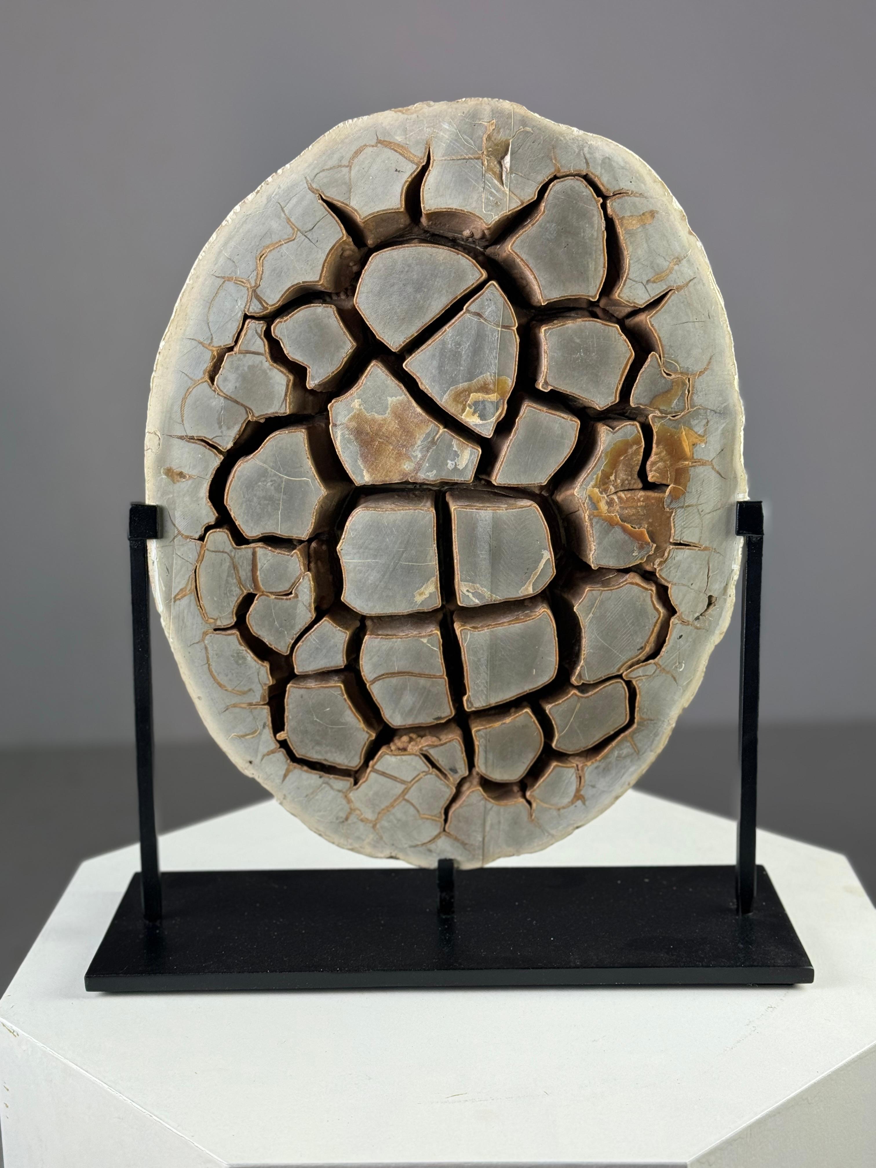 Septarian Nodule on custom stand 1