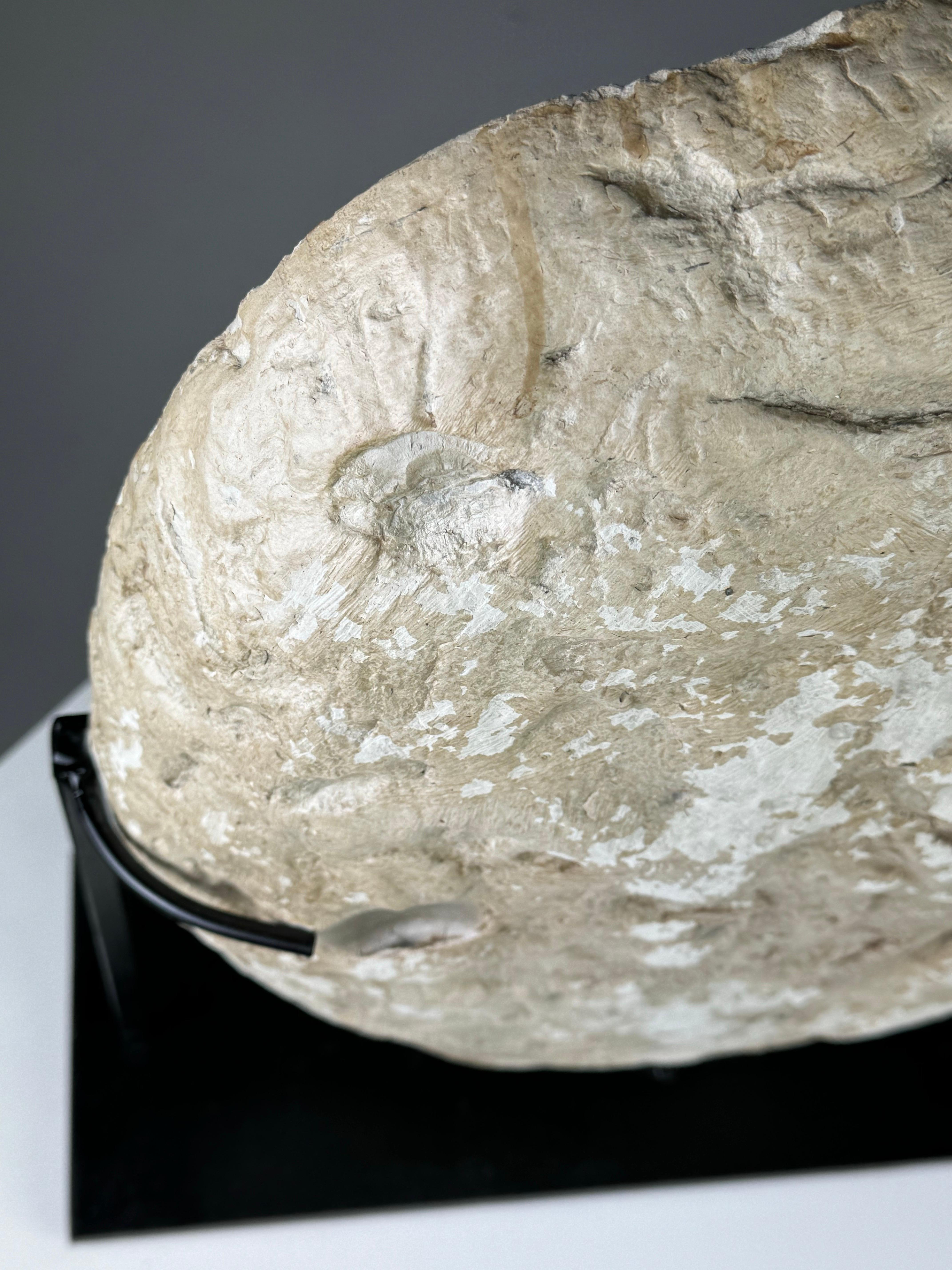 Septarian Nodule on custom stand 2