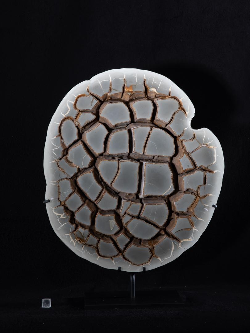 Cut and polished to reveal internal calcite and aragonite structures, supported on fitted custom stand.

Septarian nodules or clay spheres occur because calcite in liquid form has penetrated the cracks and crevices of the clay. The expansion