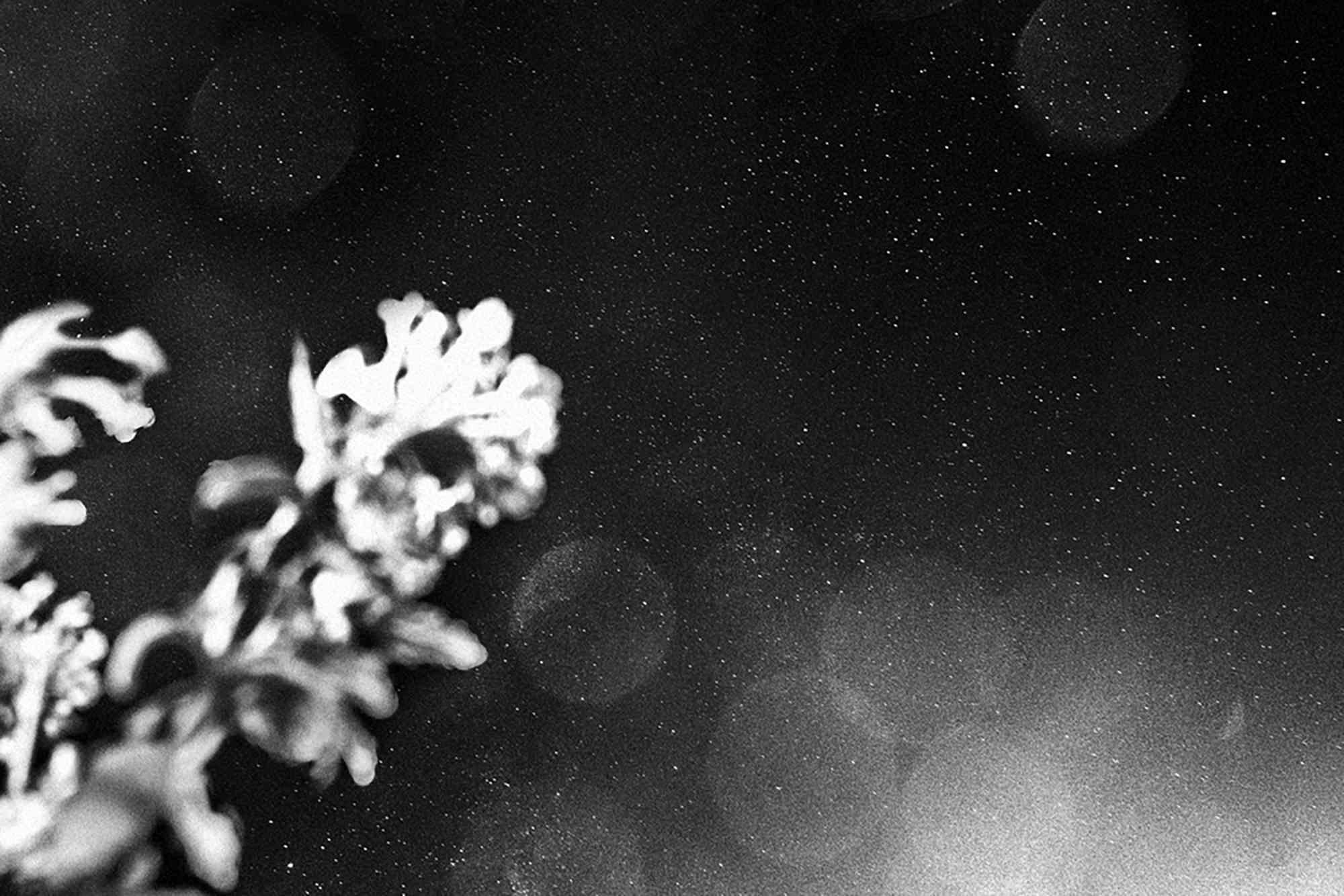 Serena Zeppilli  Figurative Photograph - TAITN_Moonlight_2019 - Photograph by Serena Zeppilli