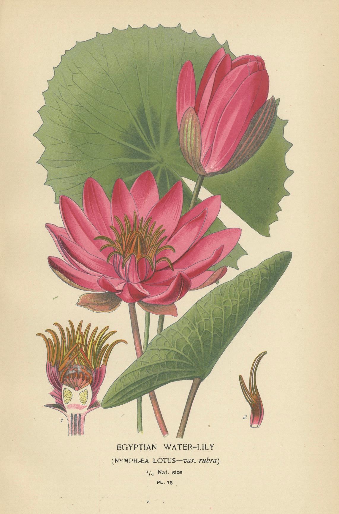 Serene Blossoms: Lotus and Peony Engravings, 1896 In Good Condition For Sale In Langweer, NL
