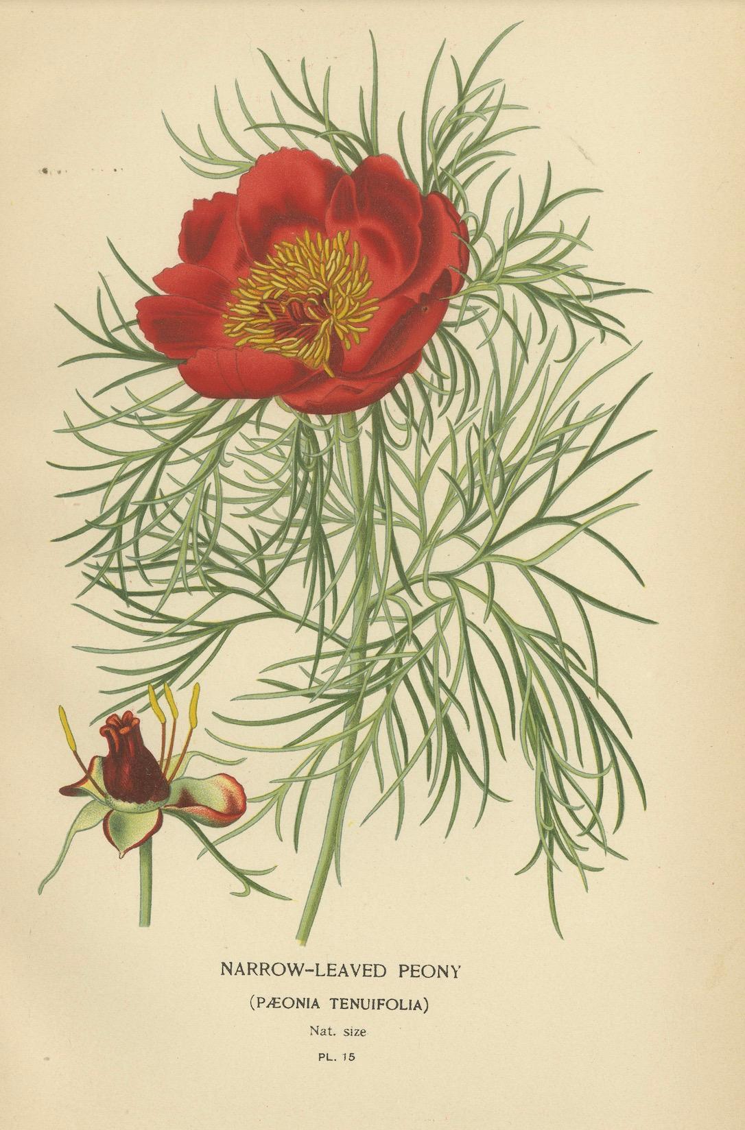 Serene Blossoms: Lotus- und Pfingstrosengravuren, 1896 (Spätes 19. Jahrhundert) im Angebot