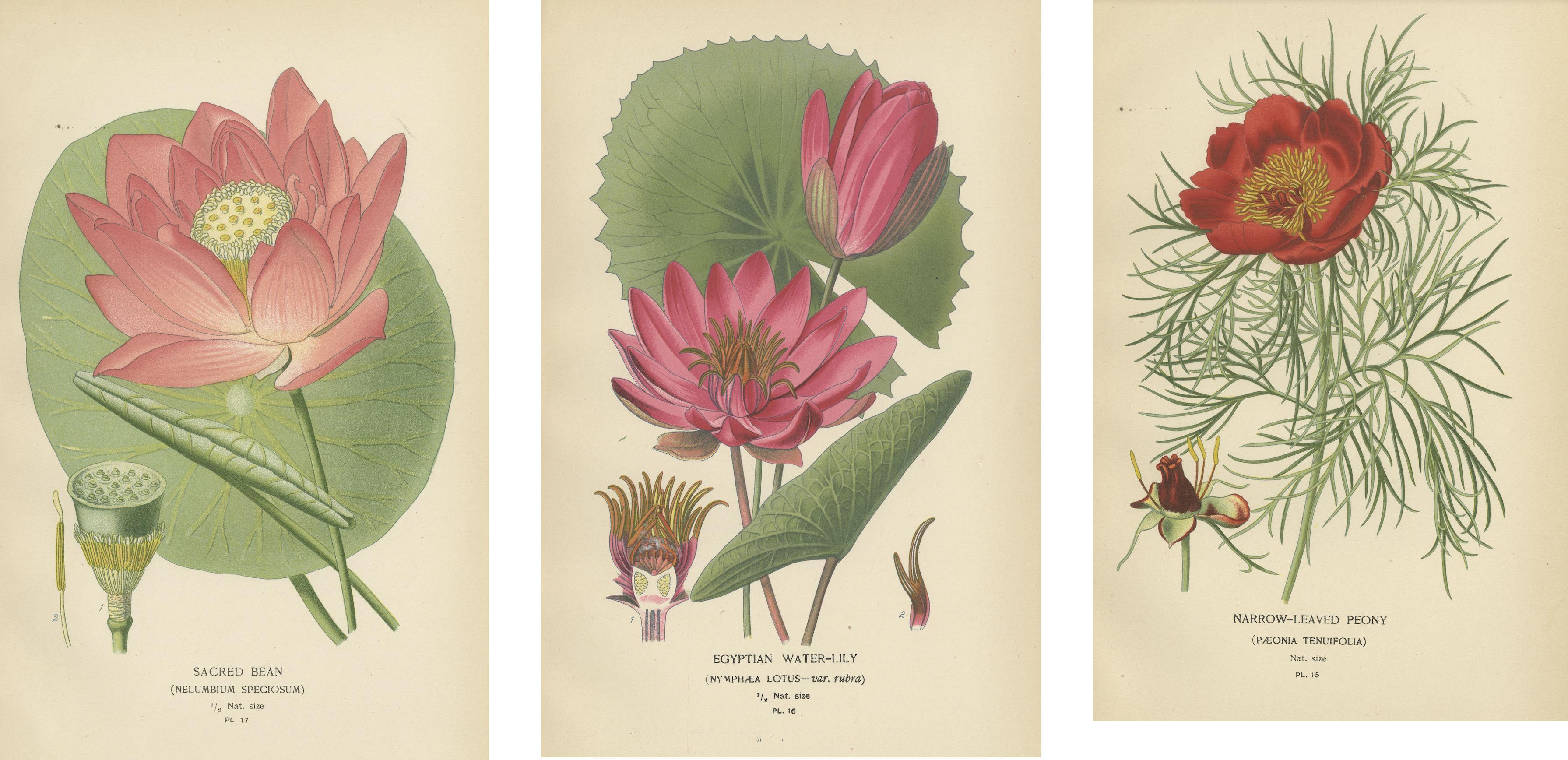 Paper Serene Blossoms: Lotus and Peony Engravings, 1896 For Sale