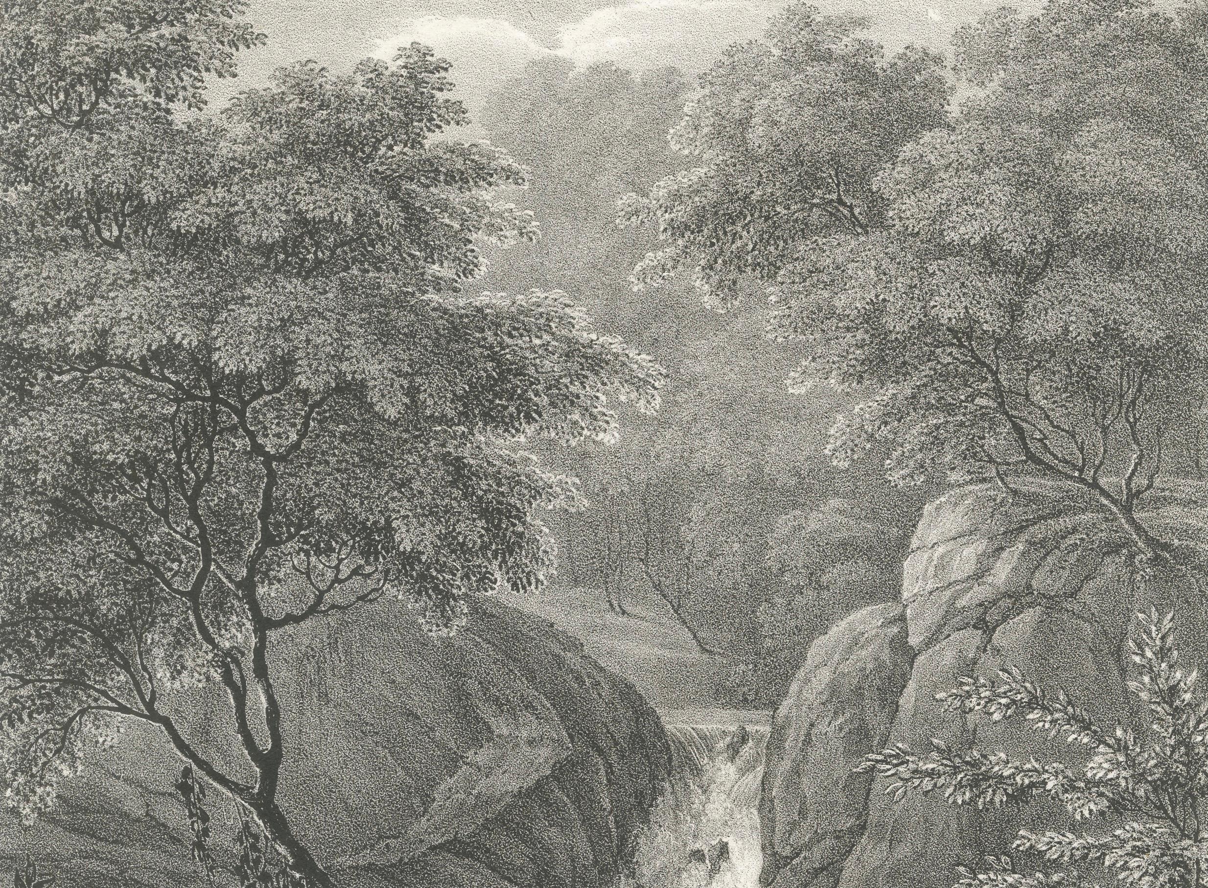 Mid-19th Century Serene Forest View in the Moa Basin, New Zealand, Lithograph Published in 1836 For Sale