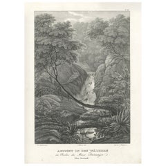 Serene Forest View in the Moa Basin, New Zealand, Lithograph Published in 1836