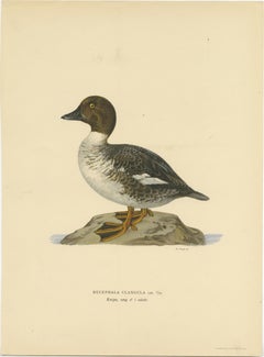 Serene Observer: Vintage Bird Print of The Common Goldeneye by Magnus von Wright