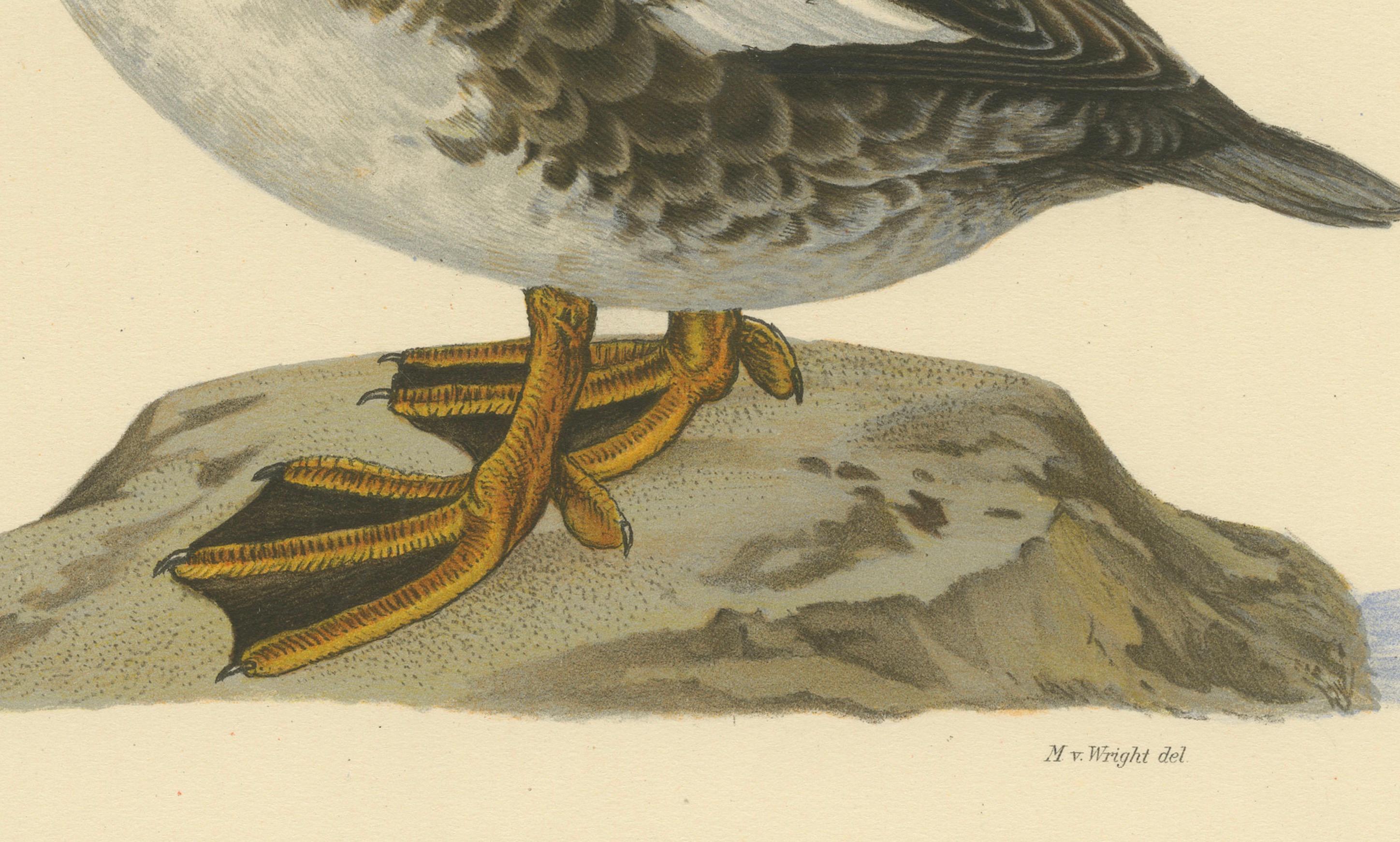 20th Century Serene Observer: Vintage Bird Print of The Common Goldeneye by Magnus von Wright For Sale