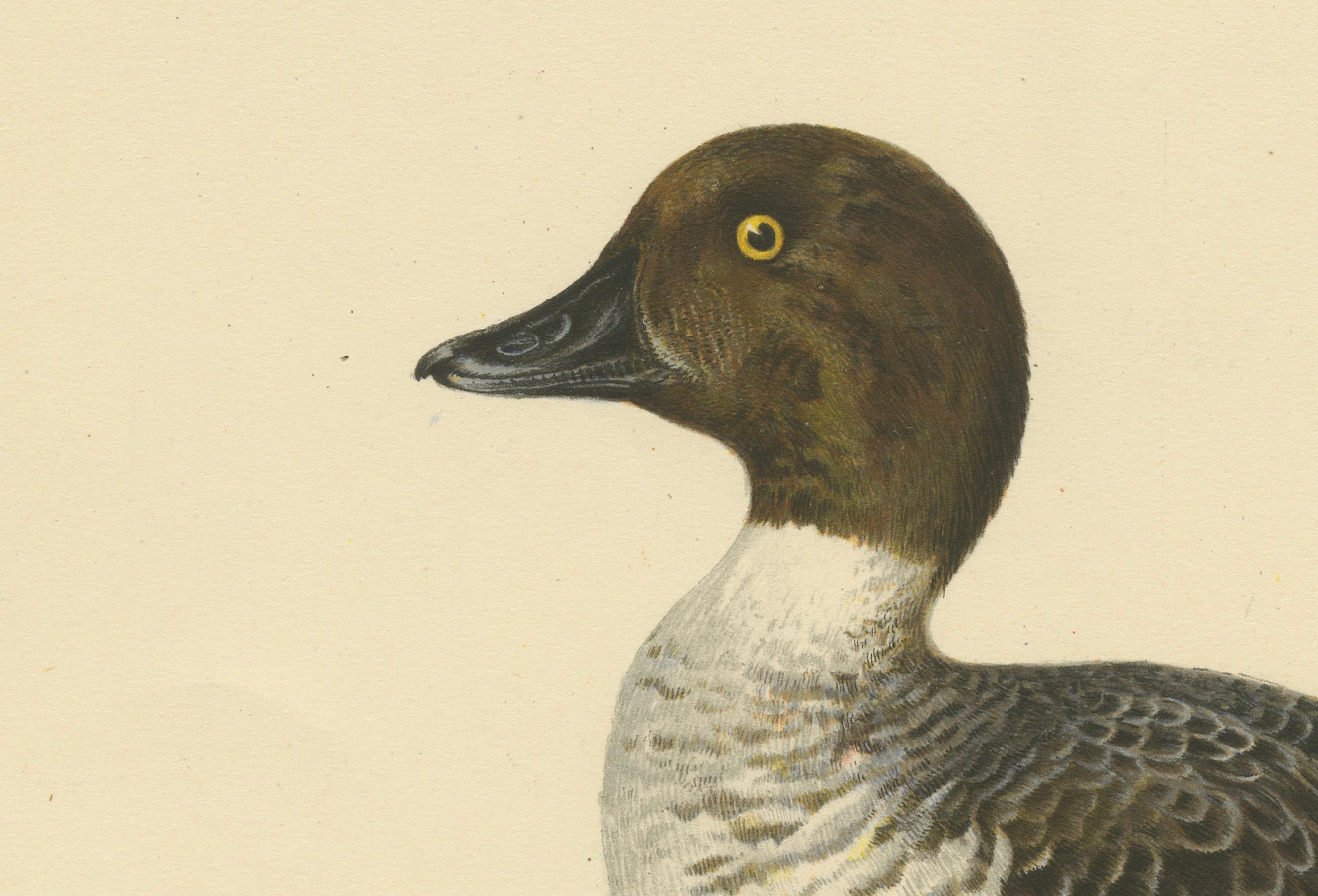 Paper Serene Observer: Vintage Bird Print of The Common Goldeneye by Magnus von Wright For Sale