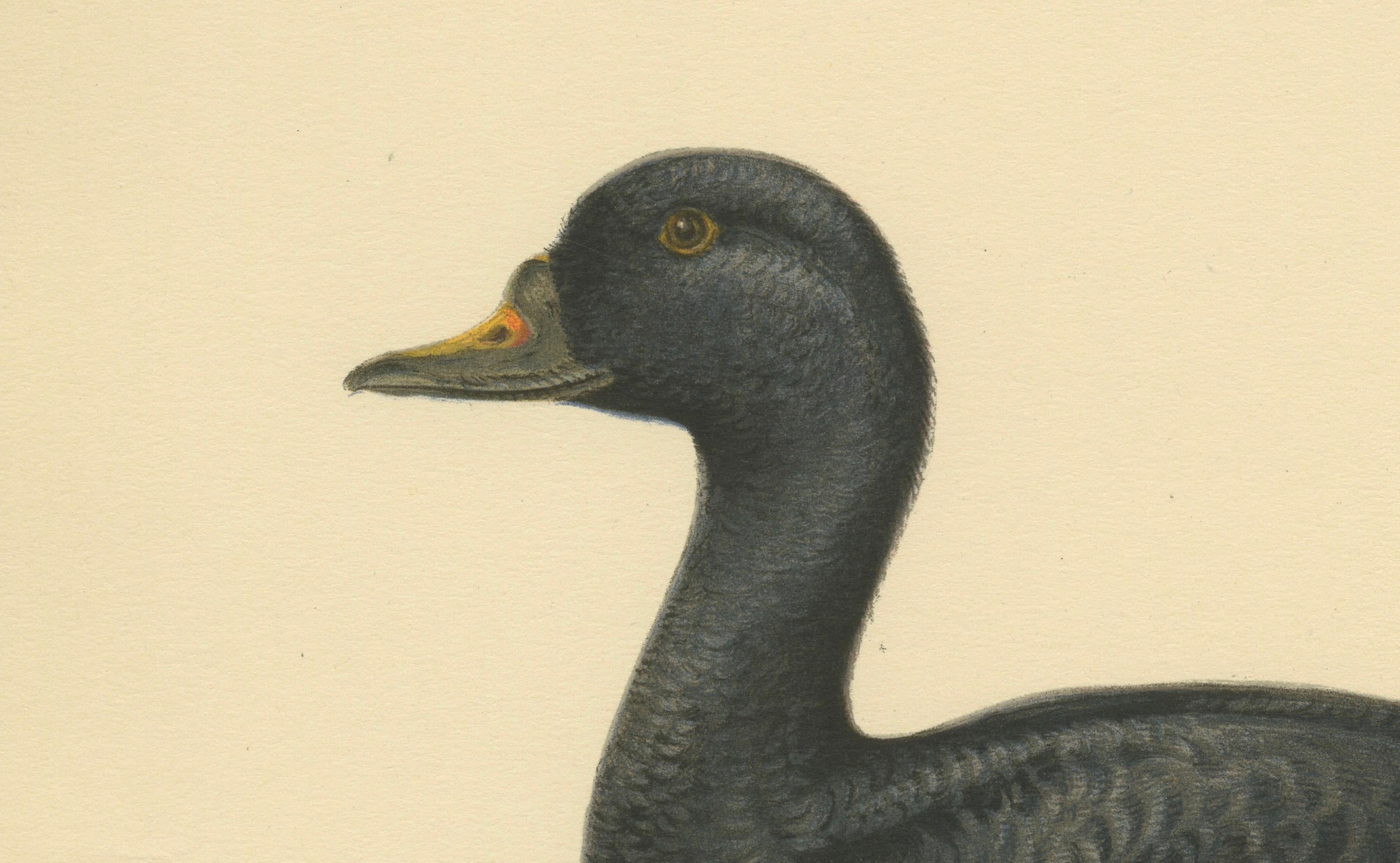 This print depicts the Black Scoter, a sea duck scientifically named Oidemia nigra, in a profile view as it floats on the water. The illustration is precise, capturing the bird's distinct all-dark plumage and the notable yellow knob at the base of
