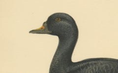 Serenity on the Waves: The Black Scoter Bird Print by Magnus von Wright, 1929