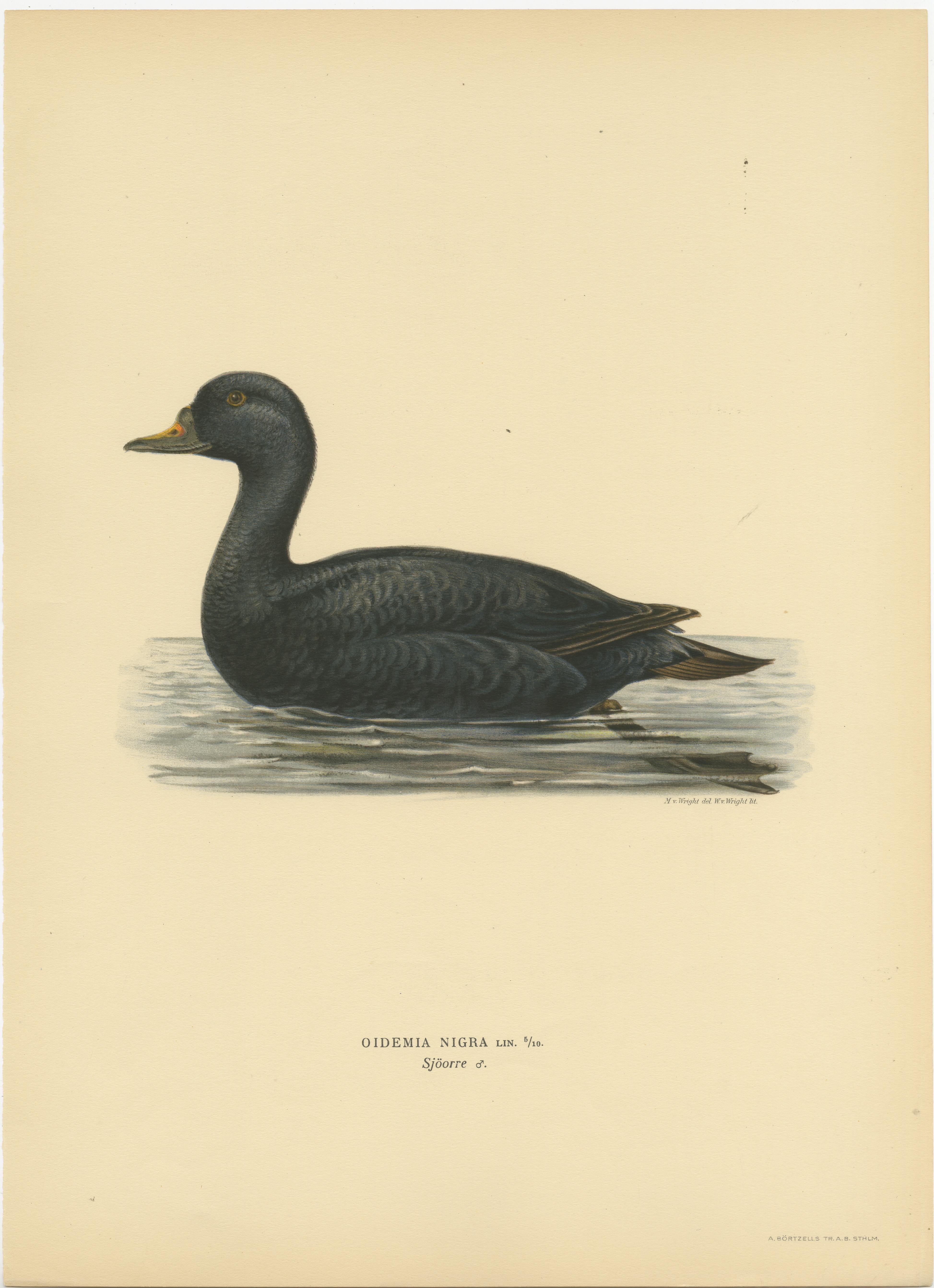 Serenity on the Waves: The Black Scoter Bird Print by Magnus von Wright, 1929 In Good Condition For Sale In Langweer, NL