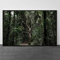 Brazilian Rainforest