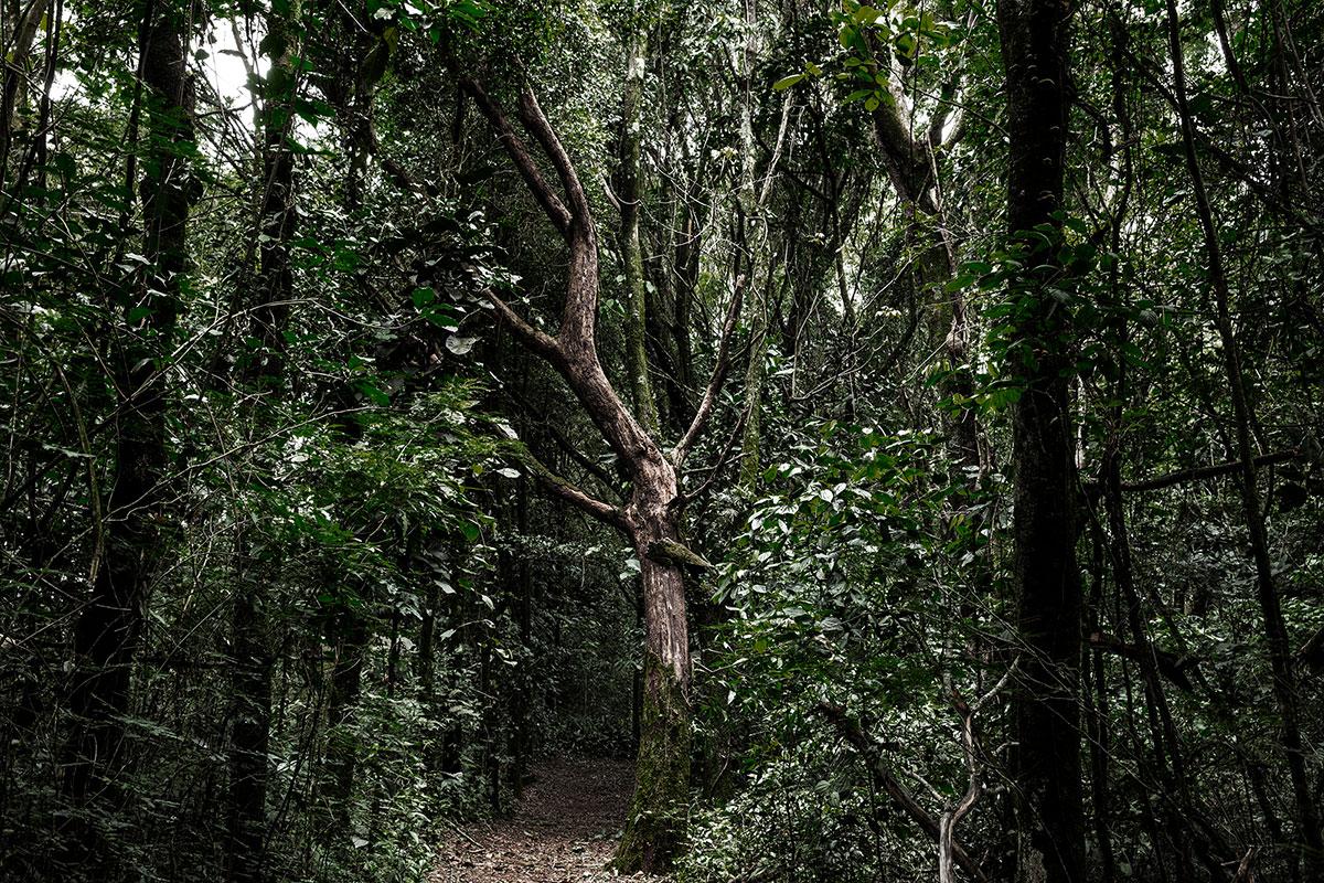 Sergio Ranalli Landscape Photograph - Brazilian Rainforest