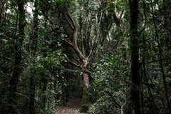 Forêt tropicale brésilienne