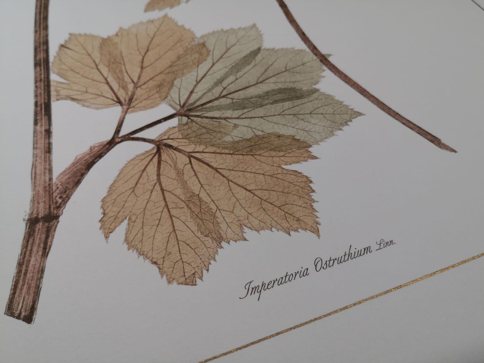 Série de 4 plantes apiacées peintes à la main et de style contemporain italien en vente 4