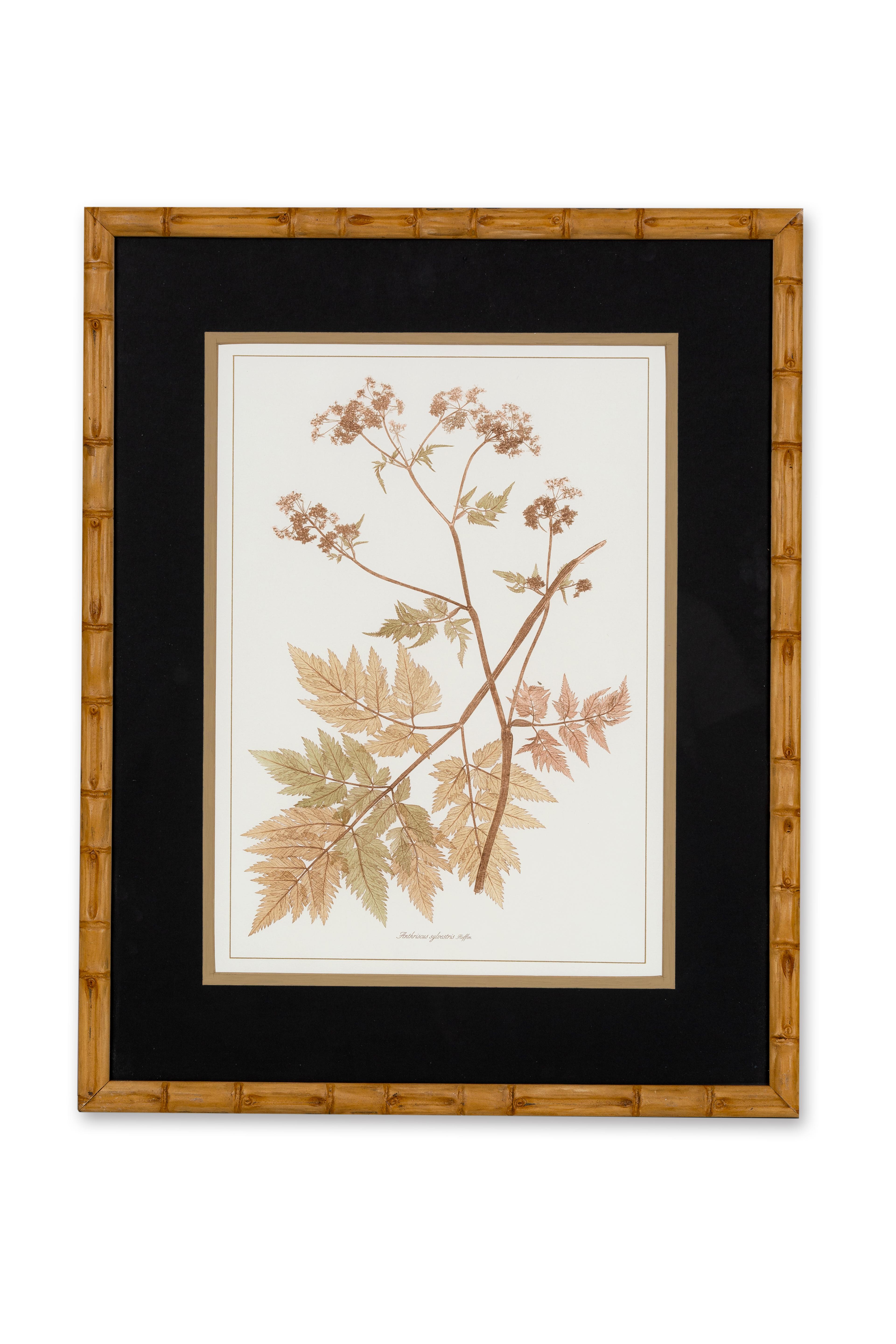 Série de 4 élégantes estampes aquarellées à la main représentant des plantes séchées de la famille botanique des Apiacées,  peint avec des notes de rose antique et de sable.
Elles sont représentées sous forme de tables botaniques avec des fleurs