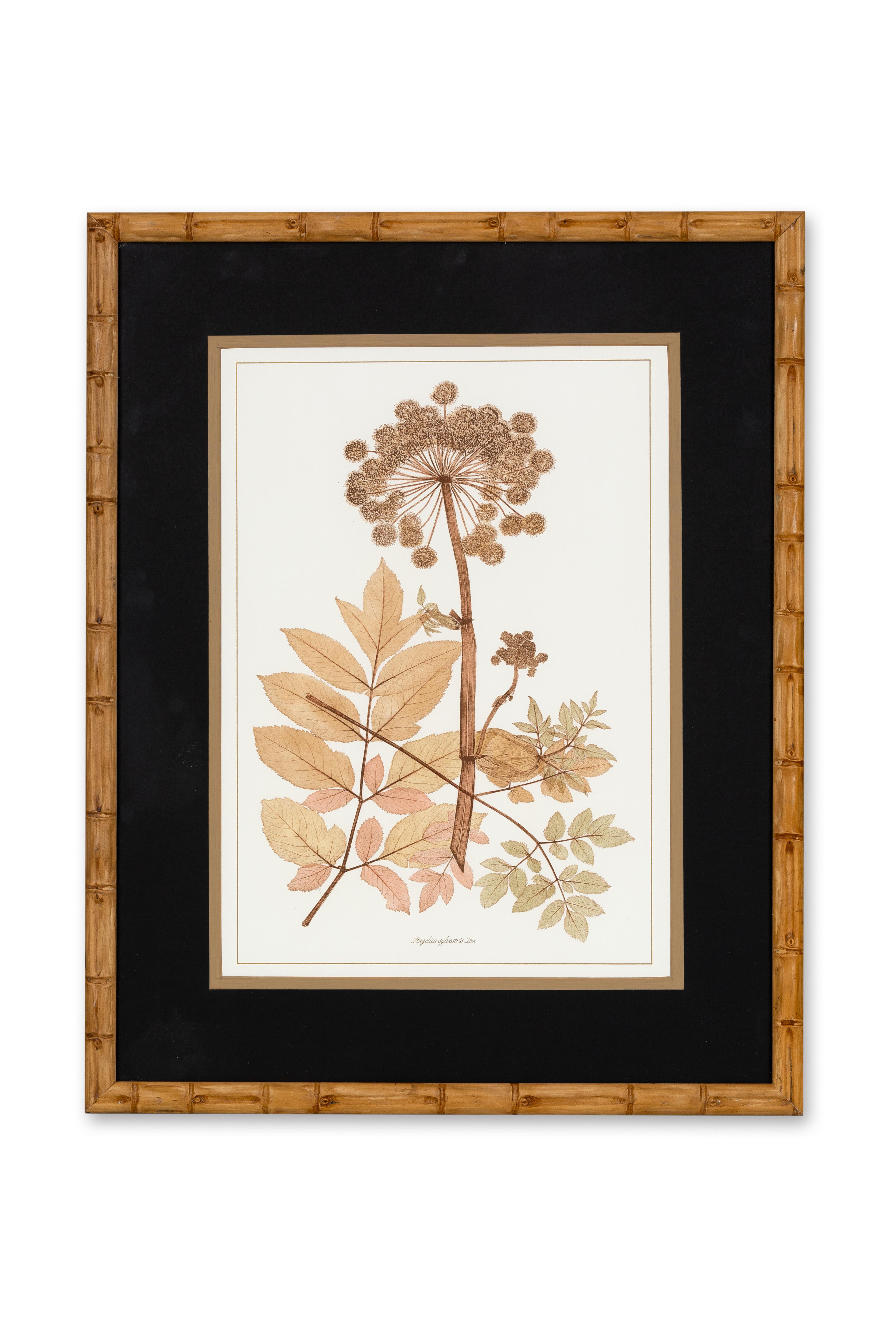 Peint à la main Série de 4 plantes apiacées peintes à la main et de style contemporain italien en vente