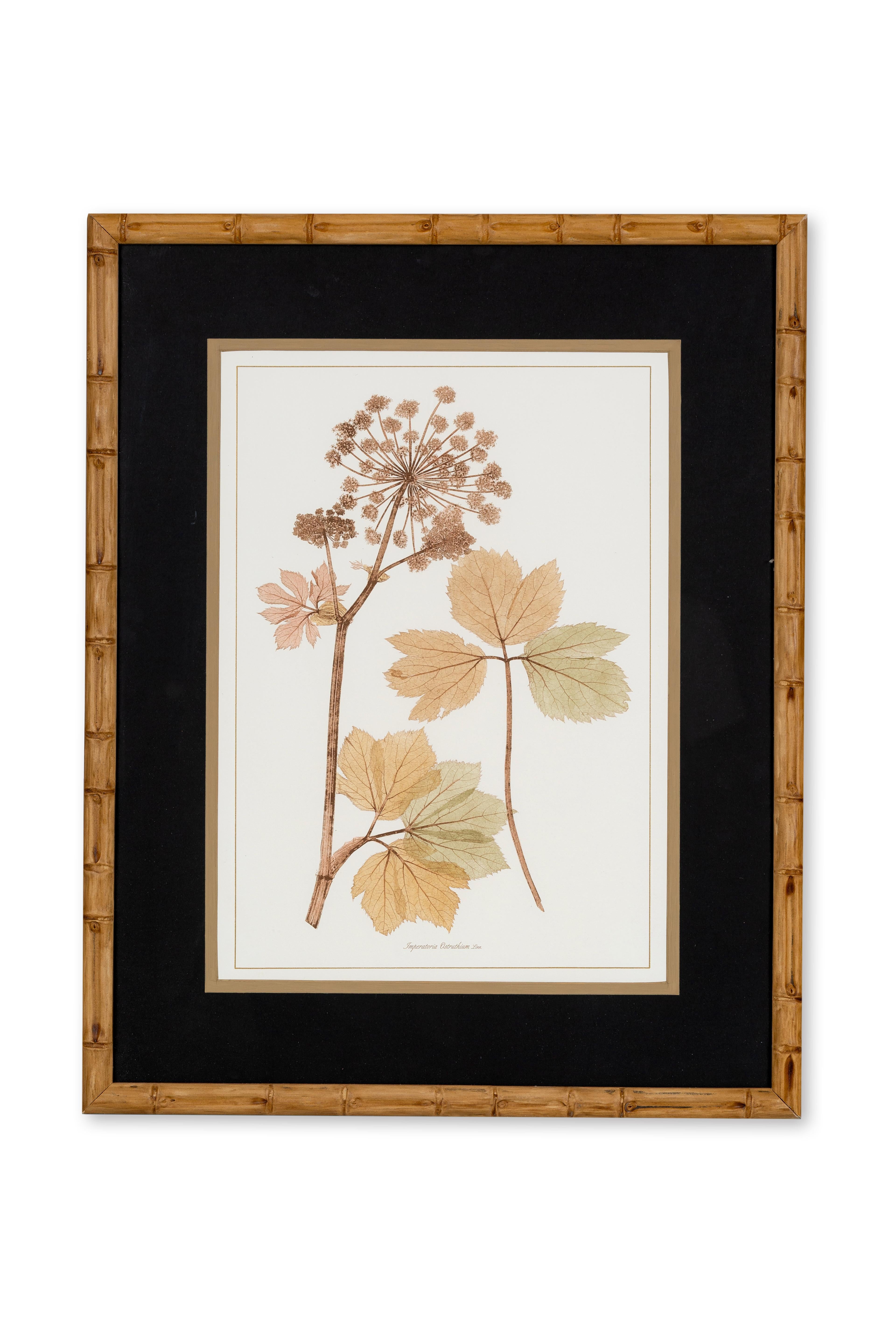 Série de 4 plantes apiacées peintes à la main et de style contemporain italien Neuf - En vente à Scandicci, Florence