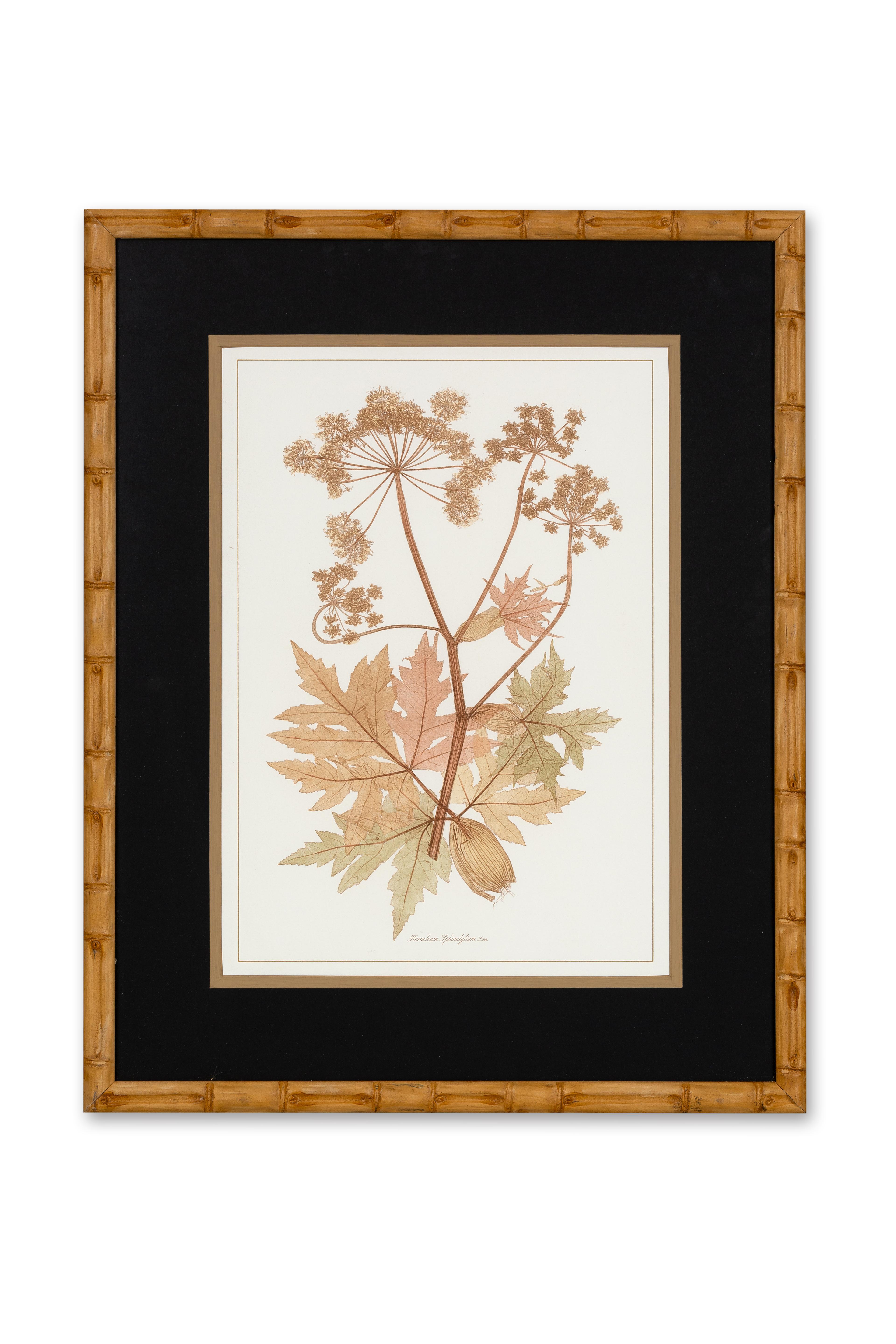 XXIe siècle et contemporain Série de 4 plantes apiacées peintes à la main et de style contemporain italien en vente