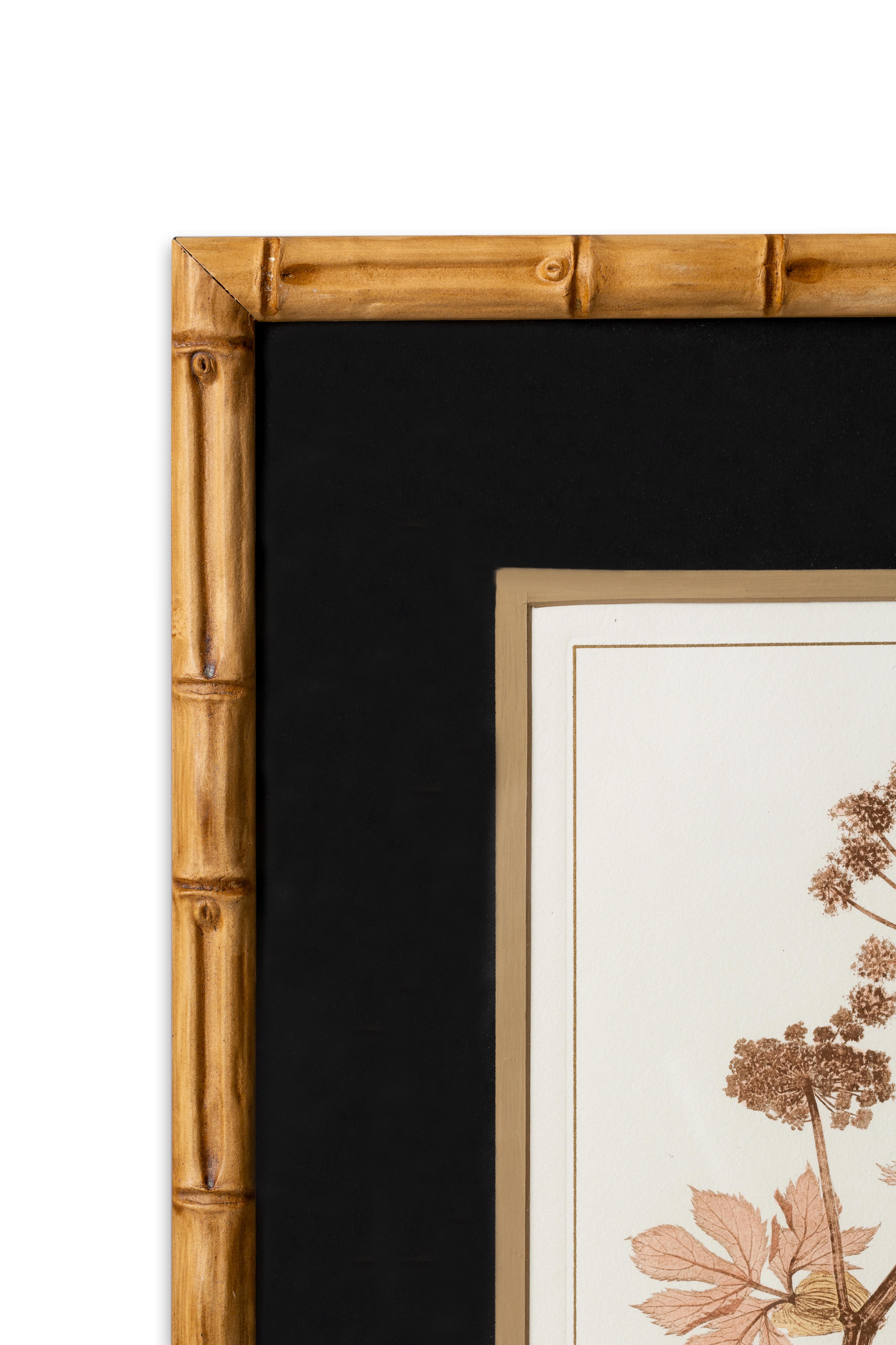 Papier Série de 4 plantes apiacées peintes à la main et de style contemporain italien en vente