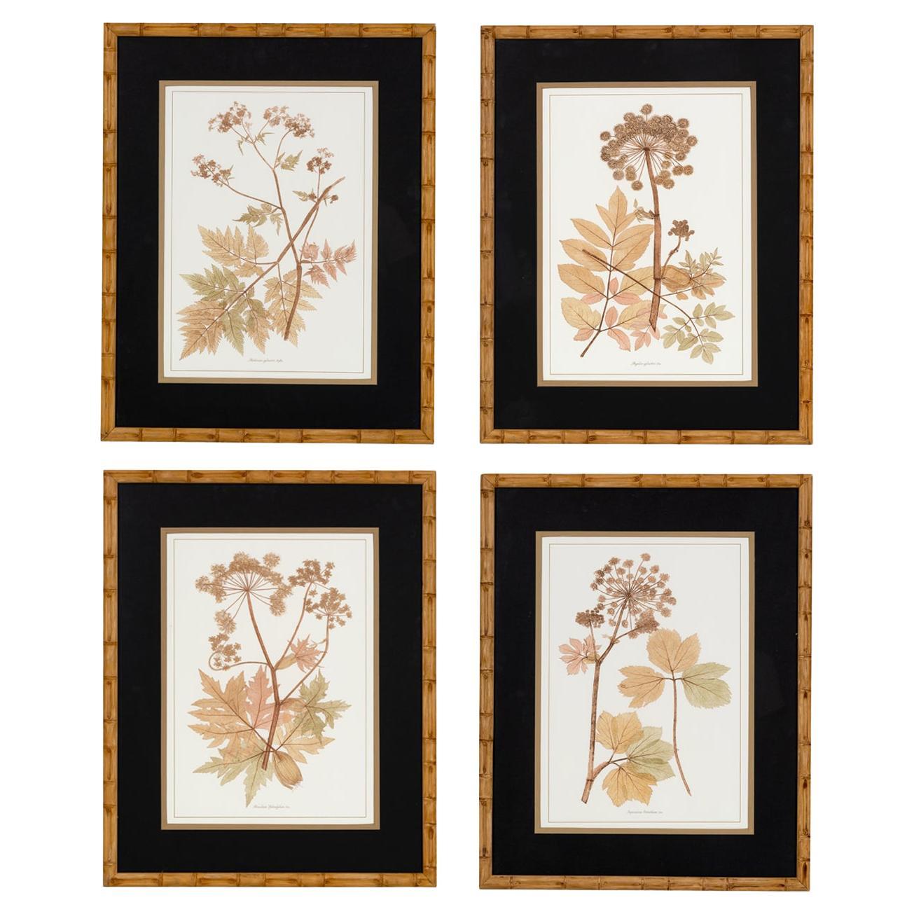 Série de 4 plantes apiacées peintes à la main et de style contemporain italien en vente
