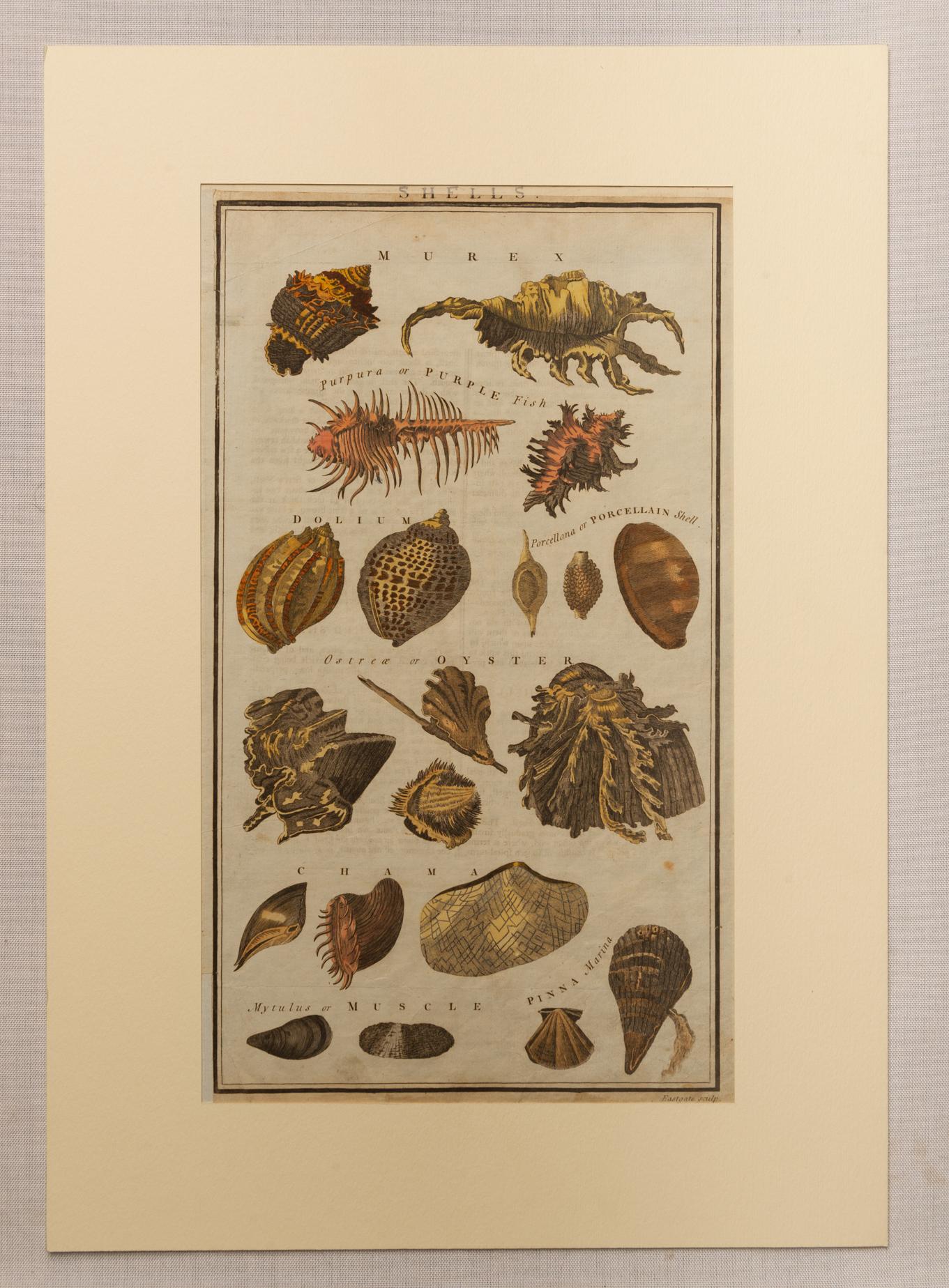 ST/487- 1-2-3/ ST486-5. - Series of rare English etchings of Shell Fish, Shells and Crostaceous Animals.  Hand watercolored.
by: Alex.r Hogg at the Kings Arms n° 16 Paternoster Row. London - Eastgate sculp.
Sizes: cm. 38x 24 (only sheet), but cm.