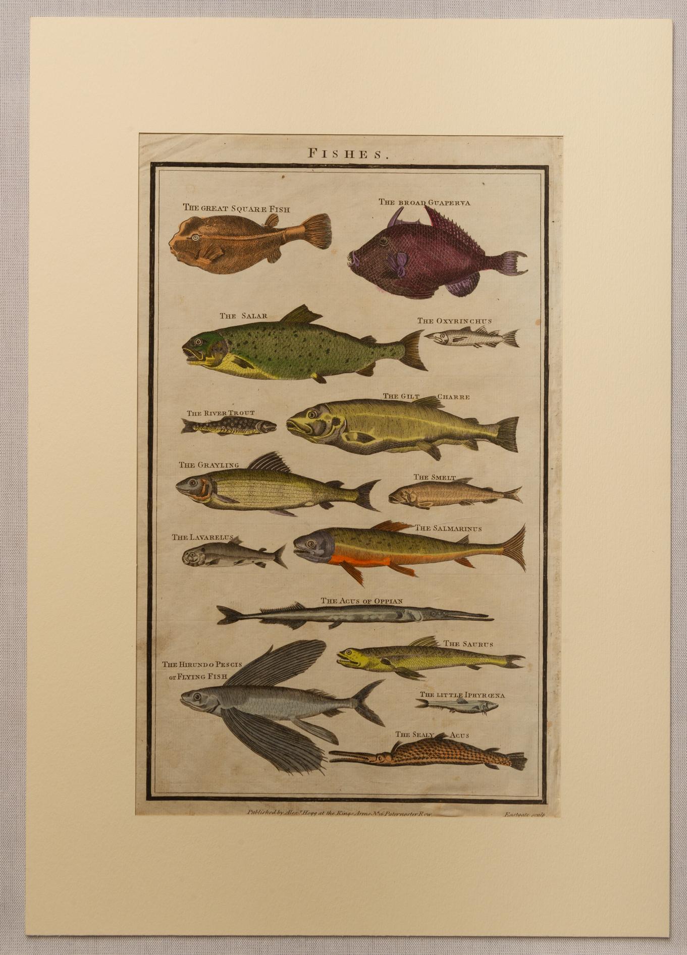 ST/ 486/ 1 - 2- 3- 4 . Rare series of English antique etchings with fishes, all watercolored.
See also the other ones that I published today: it's a very beautiful collection! 
Author: 