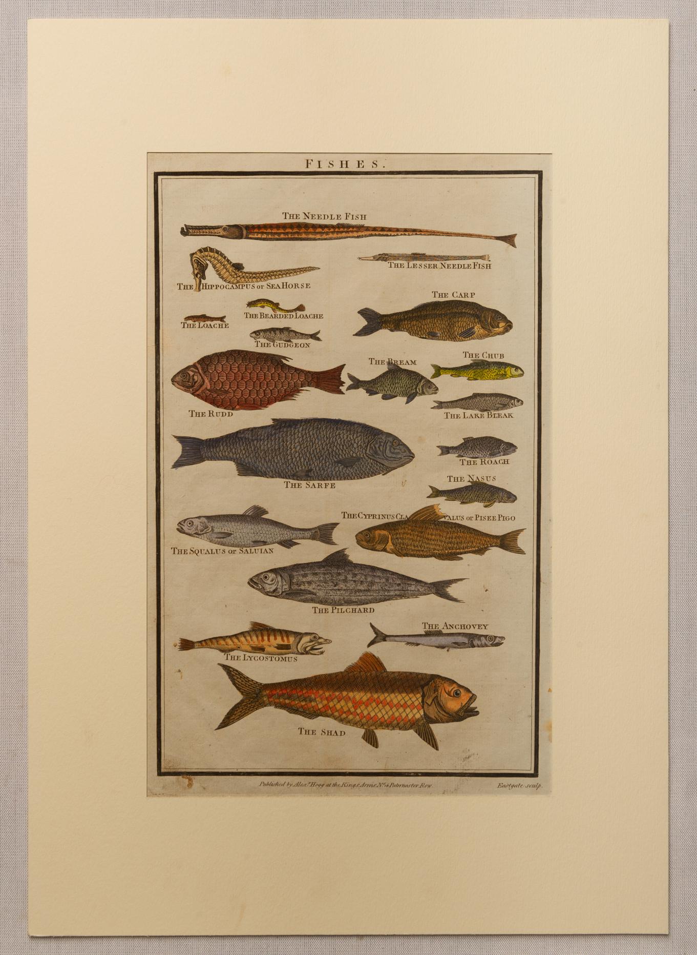 Other Series of English Antique Etchings with Fishes