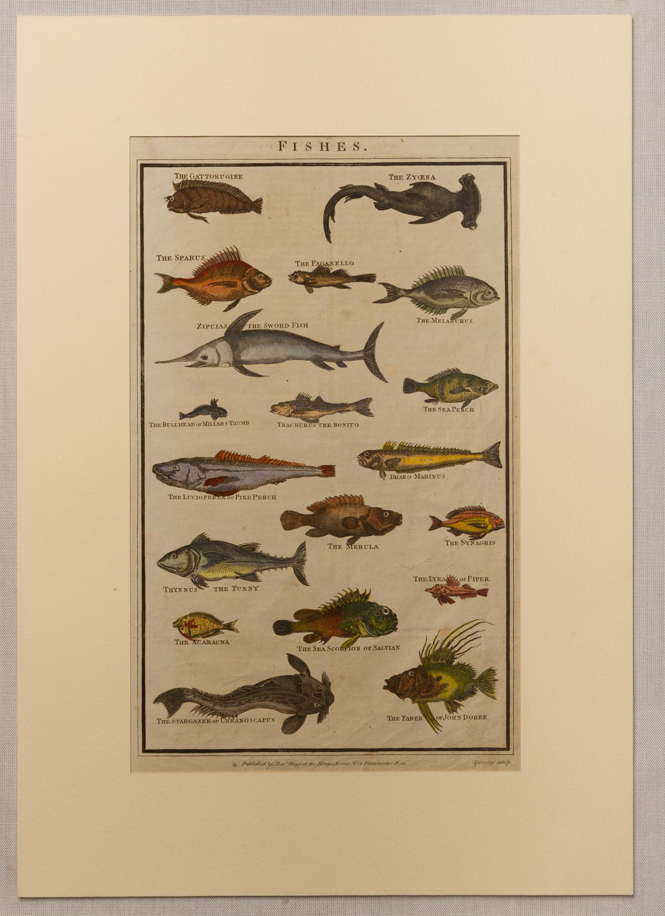 Hand-Painted Series of English Antique Etchings with Fishes