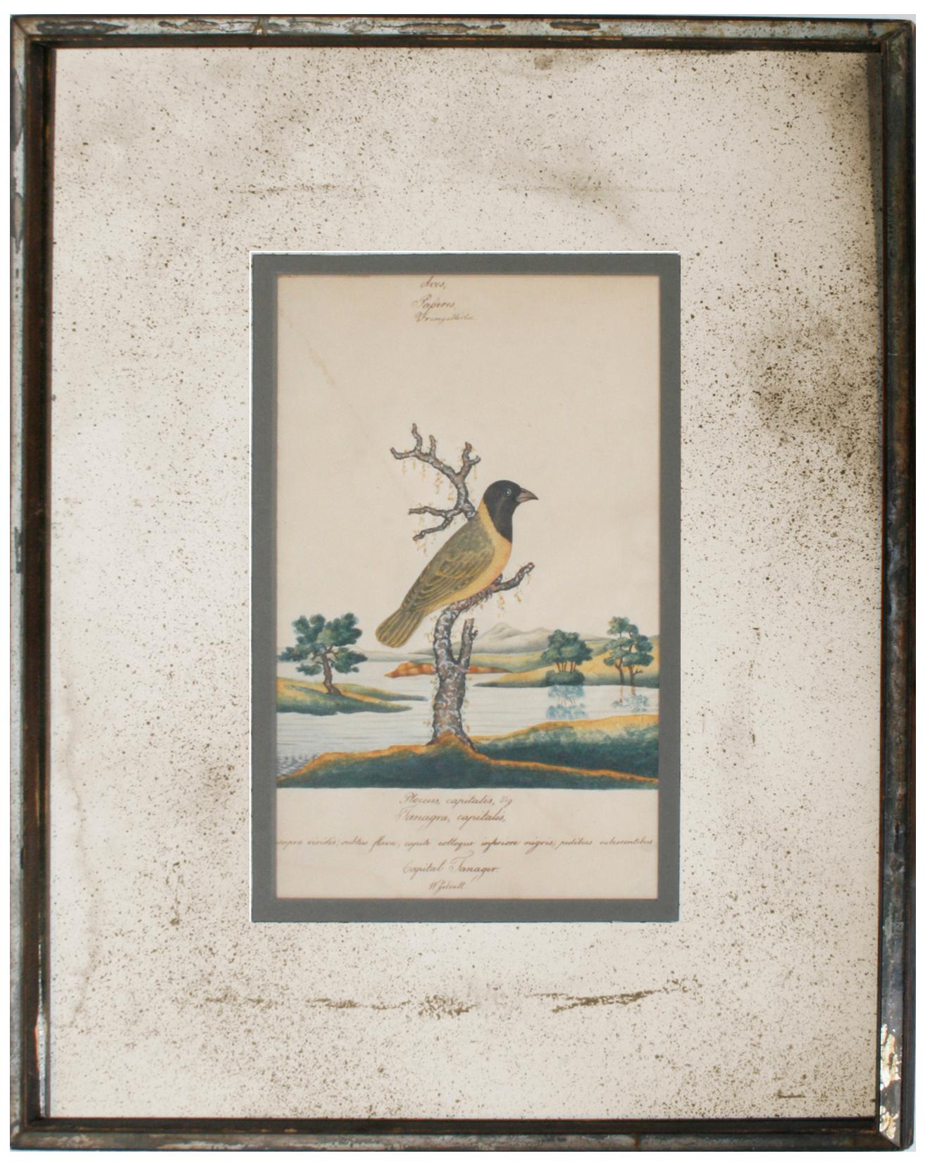 A series of four William Goodall watercolor paintings of birds with vintage speckled smoked bronze mirror mats and matching mirrored frames. The birds include a Tangier, a Parakeet, a Poe Bird-Eater, and a Green Creeper. The artist hand-scripted the