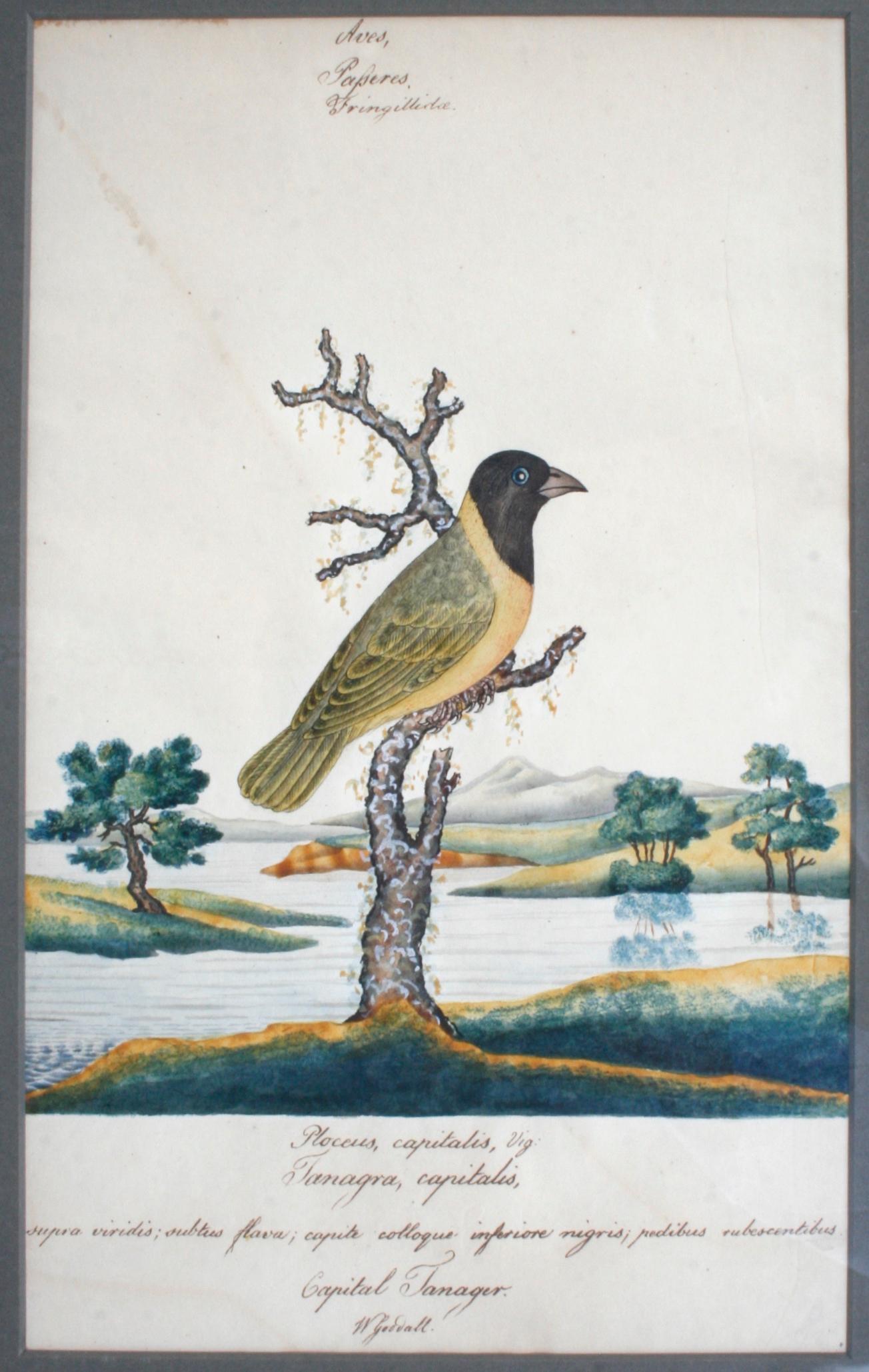 English Series of Four William Goodall Watercolor Paintings of Birds, circa 1790
