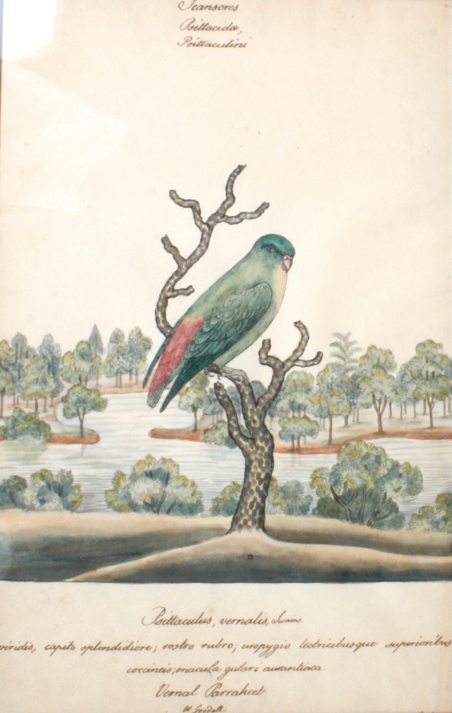 Bronzed Series of Four William Goodall Watercolor Paintings of Birds, circa 1790